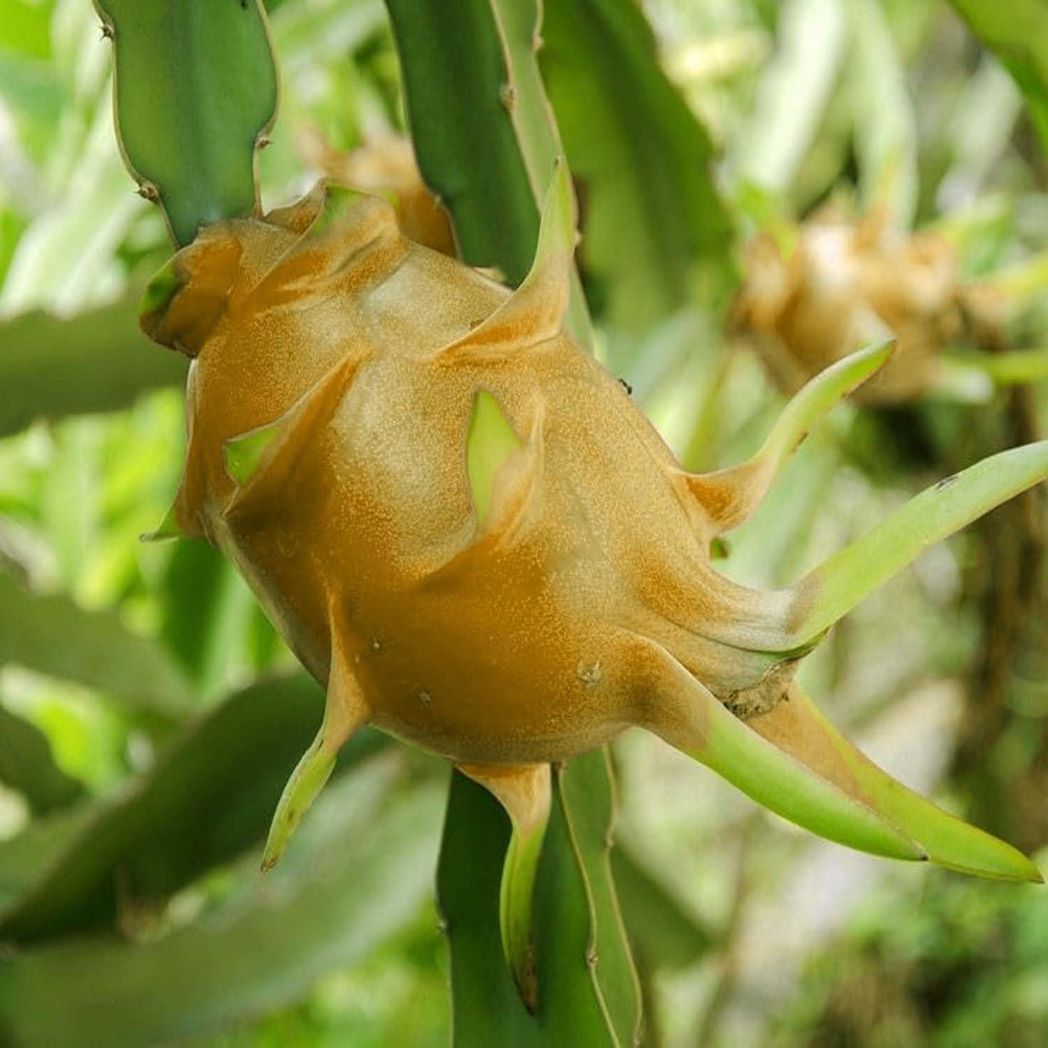 Dragon Hawaiian Orange Variety Fruit (Cutting/Grafted) Live Plants & Tree(1-2 Feet Size)