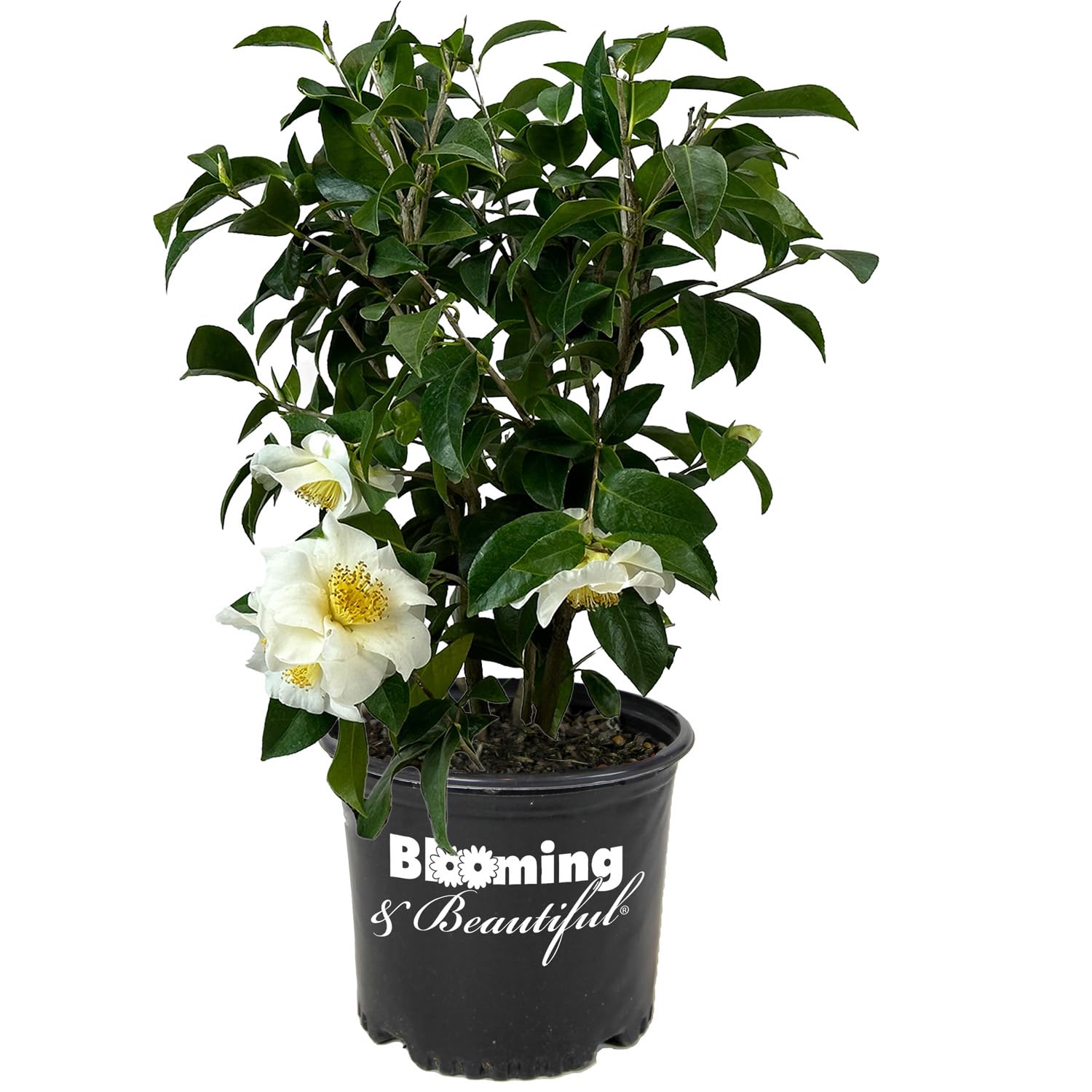 Blooming and Beautiful Silver Waves Camellia