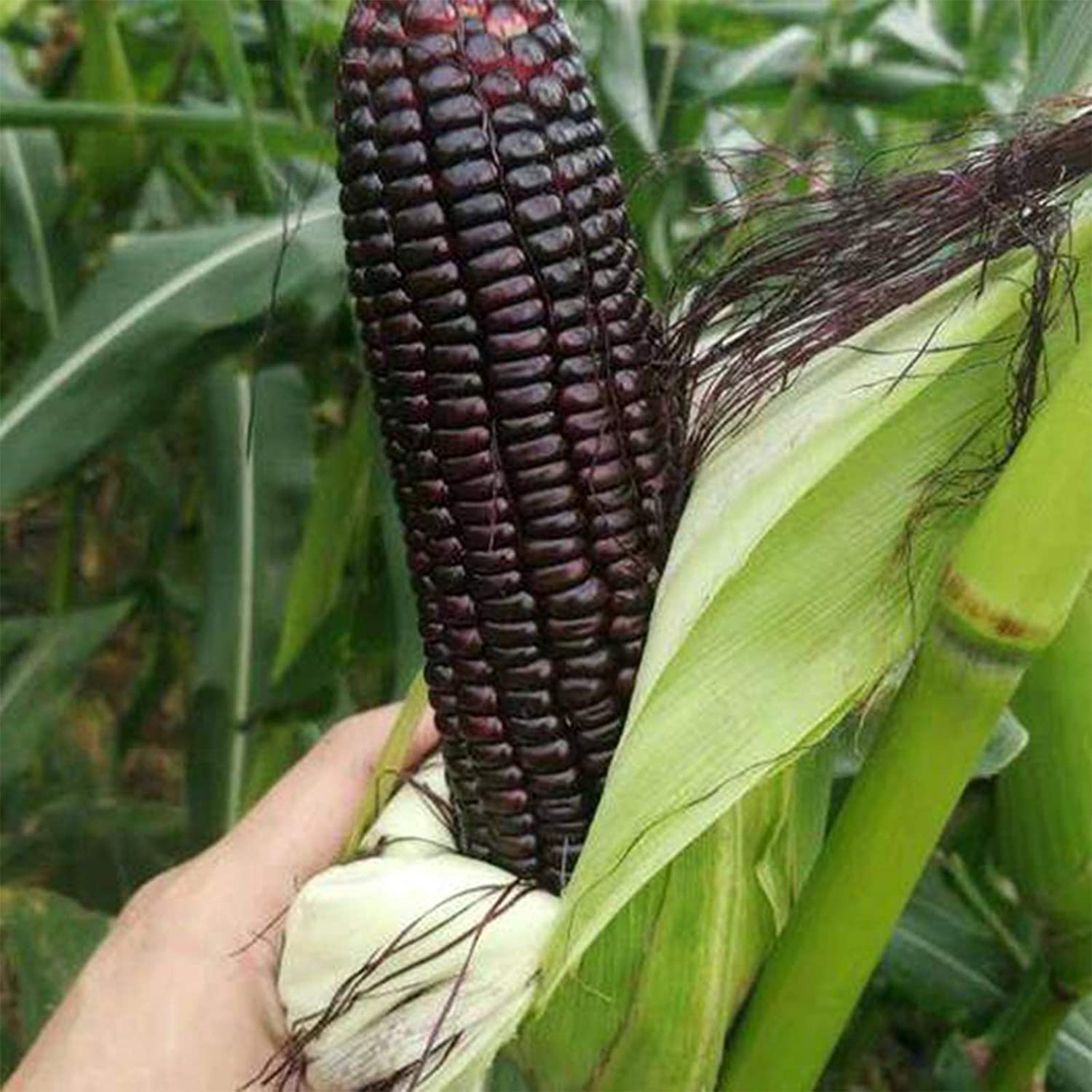 VibeX Black Corn Seeds Natural High Germination Rate -250 Seeds (B0B9Y5CXBL) Amazon Price History, Amazon Price Tracker