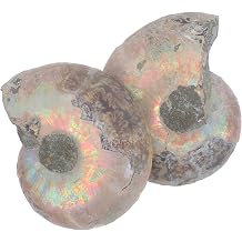 2pcs Sliced Ammonite Model Specimen for Collection