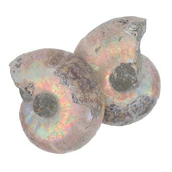 2pcs Sliced Ammonite Model Specimen for Collection