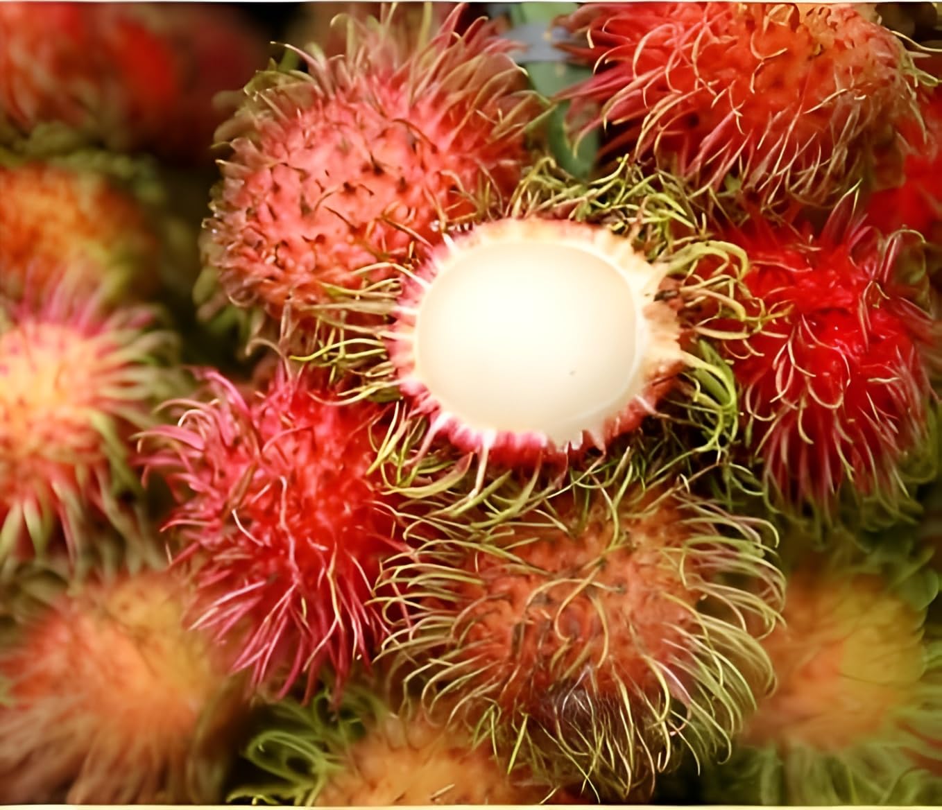 Oxiflora Gardens Rare Red Rambutan Grafted Hybrid Exotic Fruit Seedling Live Plant (B0CRDSH18S) Amazon Price History, Amazon Price Tracker