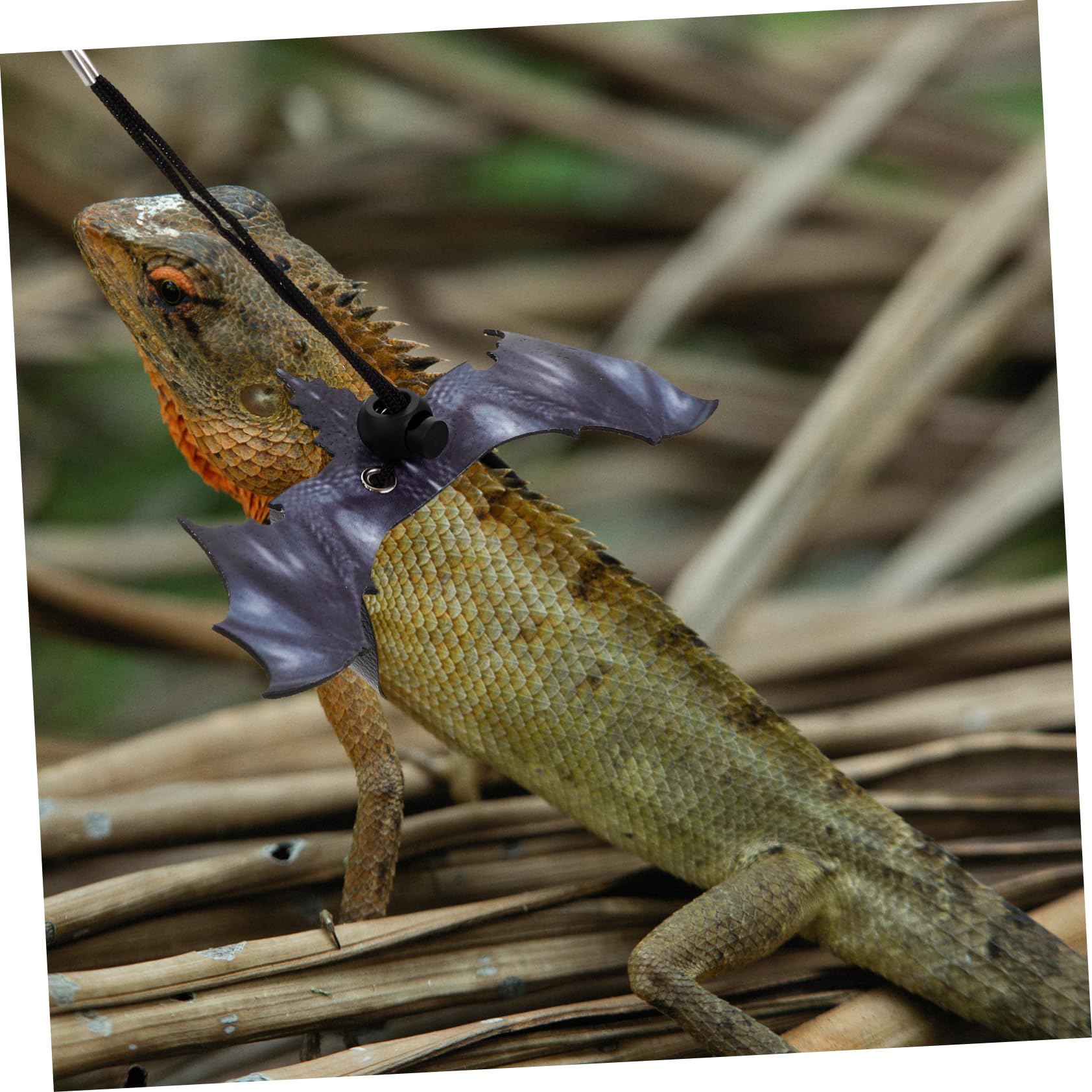 ABOOFAN 5sätze Einstellbares Eidechsen Geschirr Mit Leichtem Seil Leine Für Bartagamen Geckos Und Kleine Reptilien Zum Einfachen Spaziergang Im Freien