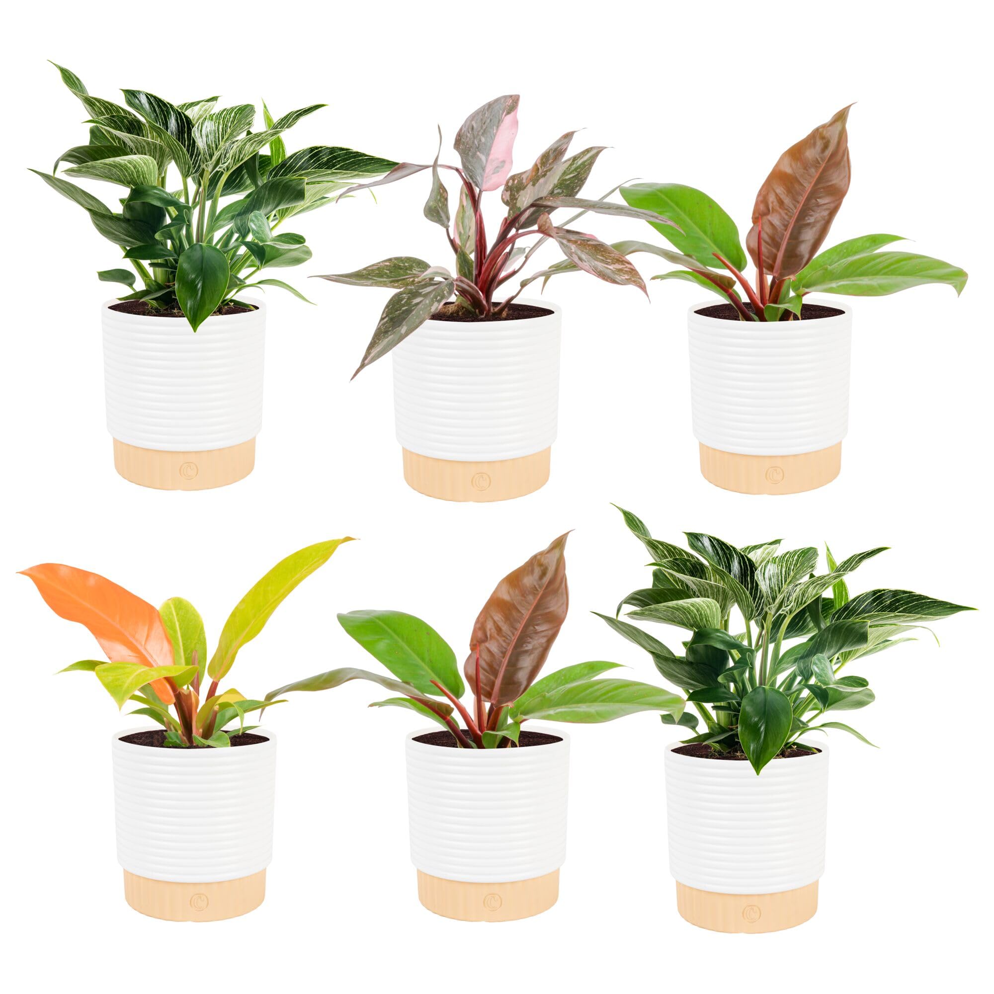 Costa Farms Live Philodendron Indoor Plants (6-Pack), Hand-Selected Assorted Easy Care Houseplants in 6-Inch Decorative Pots, Tropical Indoor Plant