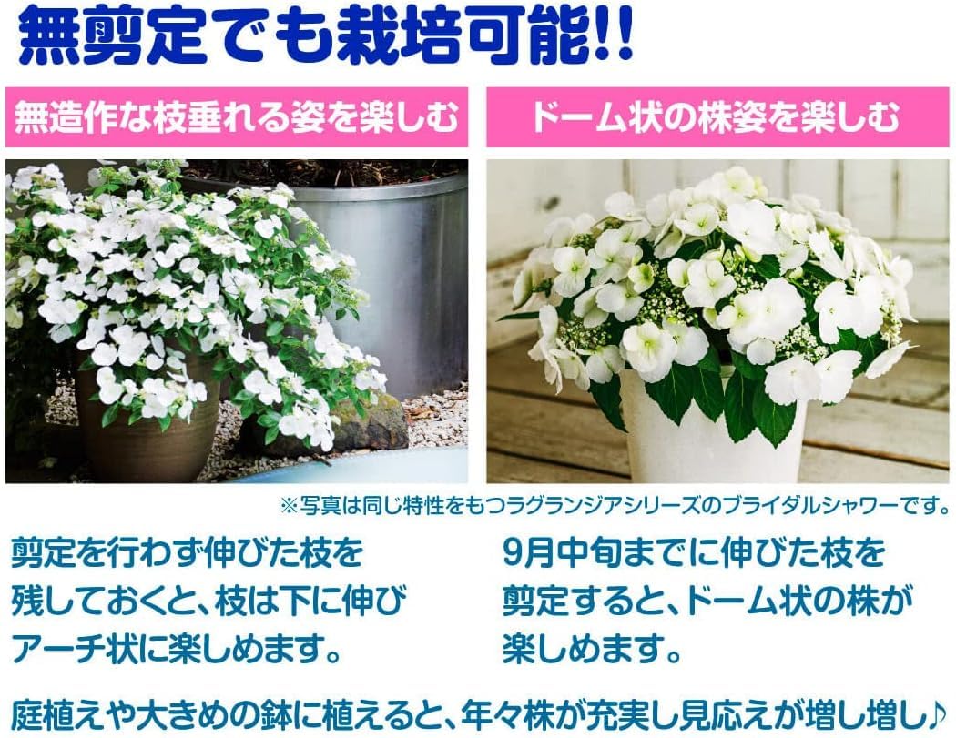 Amazon.co.jp: アジサイ 苗 苗木 ラグランジア(R) オーロランジュ 品種