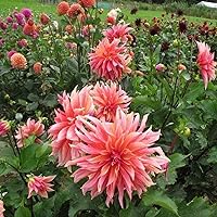 Vista 2 de Dahlia Labyrinth Flower Seeds, Exotic Mix 100+ Seeds - Made in USA, Ships from Iowa.