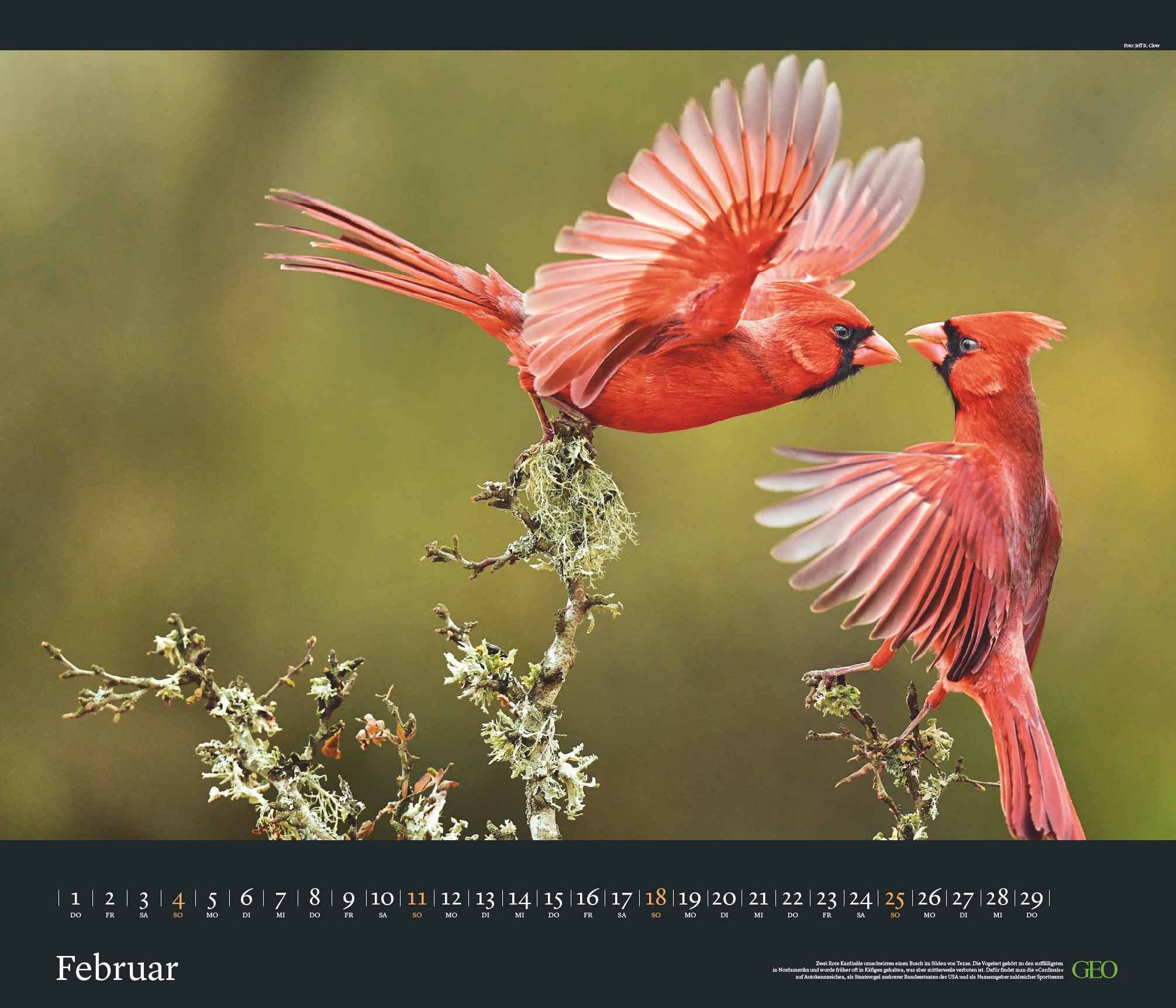 GEO Edition: Tierwelten 2024 - Wand-Kalender - Tier-Kalender - 70x60: Posterkalender, Mittel