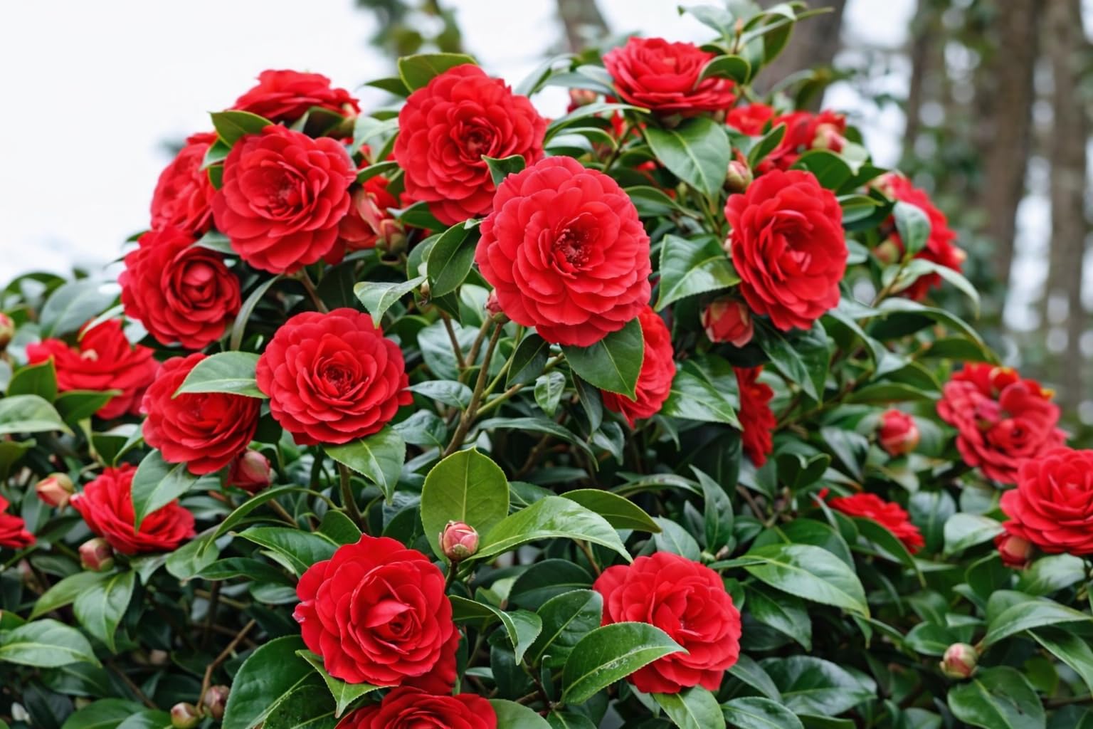 Generic Camellia Red Live Flower Plant - Image 1