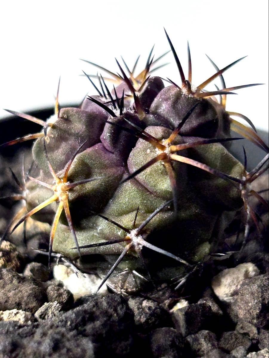 コピアポア　デュラ　銅羅　実生接木 Copiapoa dura【コピアポア・デュラ・銅羅丸・実生】 | RIMO'S GREEN