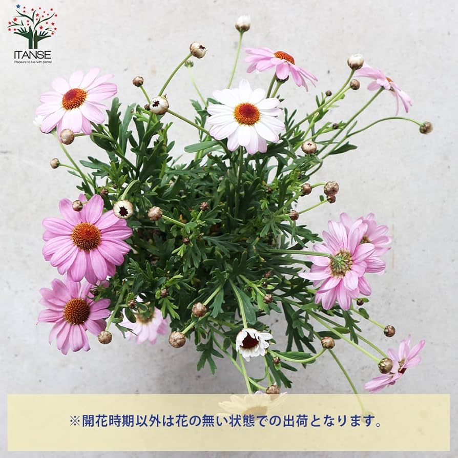 マーガレット商品です 71gFxgsohML._AC_UF894,