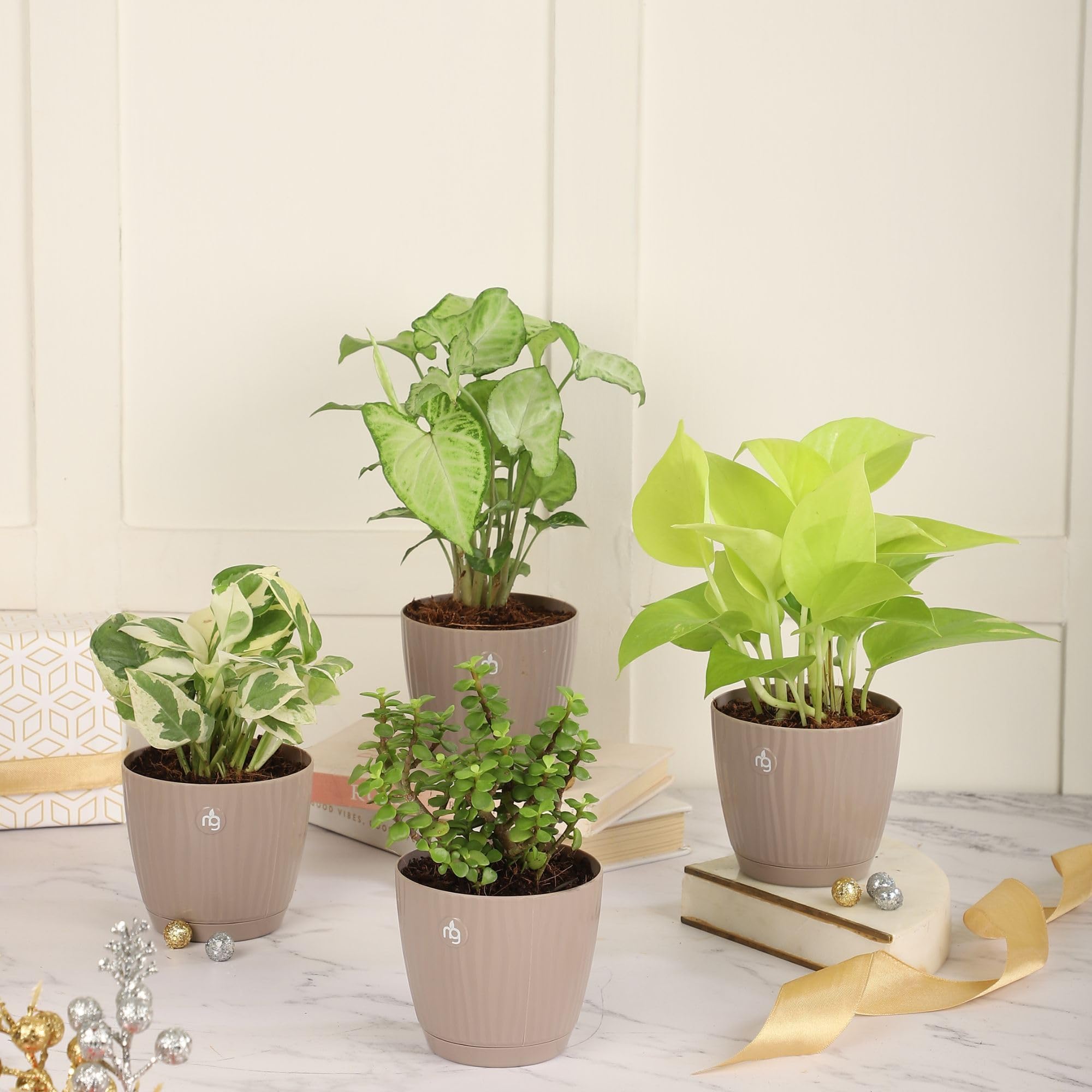 Nurturing Green® Combo of 4 Indoor Live Plants (Jade, Syngonium, Scindapsus Gold & Money Plant Njoy) with Mocha Self Watering Plastic Pots | Air Purifying Plants for Home Decor & Garden - Image 2 thumbnail