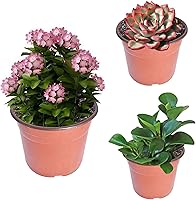 Vista 6 de Macetas de plántulas, macetas de plástico para plantas de semillero, macetas de vivero, contenedor de plantas apto para germinación de semillas