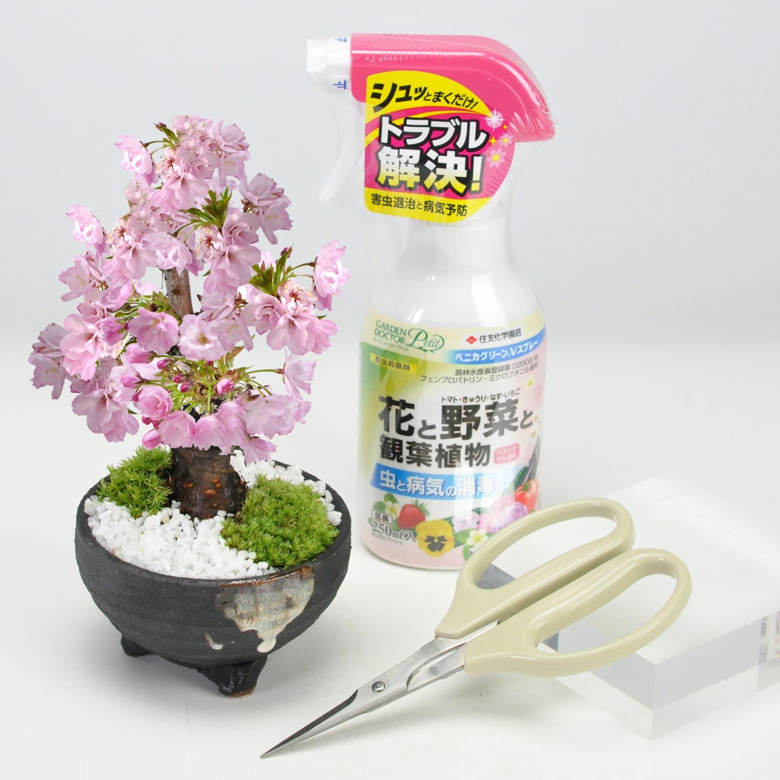 Sakura Bonsai Starter Kit with Shigaraki Pot & Tools