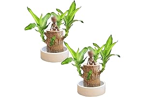 Groot Decor - Magical Sprouting Brazilian Lucky Wood
