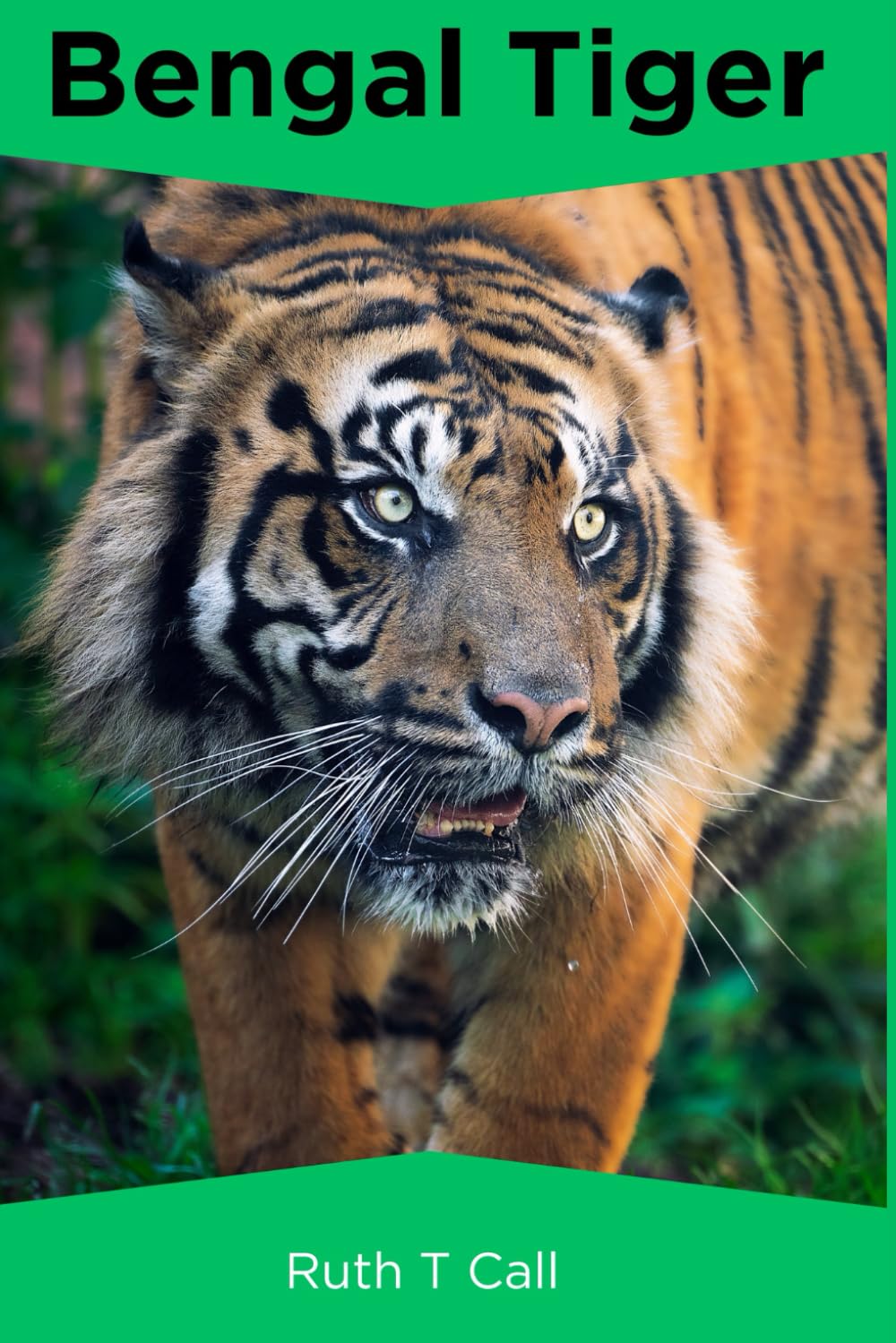 Bengal Tiger (Favorite Animal Series)