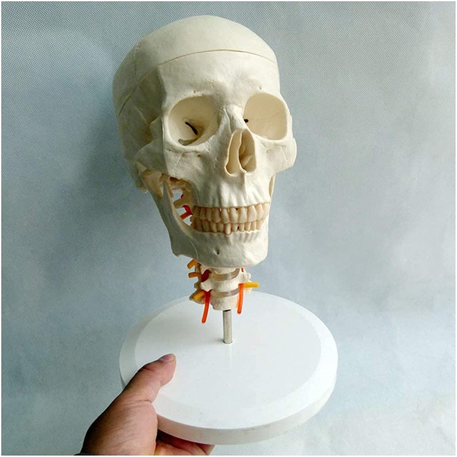 GTHTUHFD Human Skull Model With Cervical Spine - Medical Human Skull Model - Human Skull With Cervical Vertebrae - Medical Teaching Model - Compatible Skeleton Model