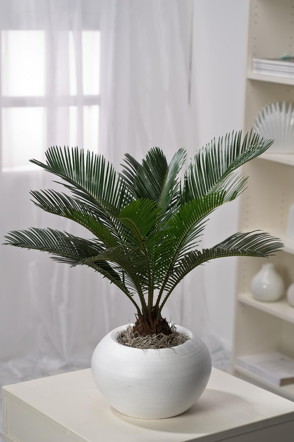 Cycas Revoluta (Sagopalme) Zimmerpflanze – Exotische Palme für Innenräume, Pflegeleicht & Langlebig (2, 60-70 cm)