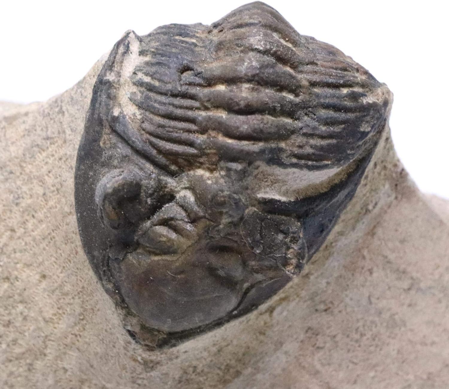 Trilobite Metacanthina Fossil Morocco 390 Million Years Old #15255 9o