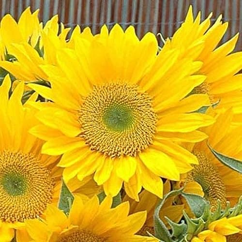 Miniatura 2 de CHUXAY GARDEN Sunrich Gold Sunflower 1000 semillas preciosas flores doradas de fácil cuidado alta tasa de germinación planta decorativa llamativa