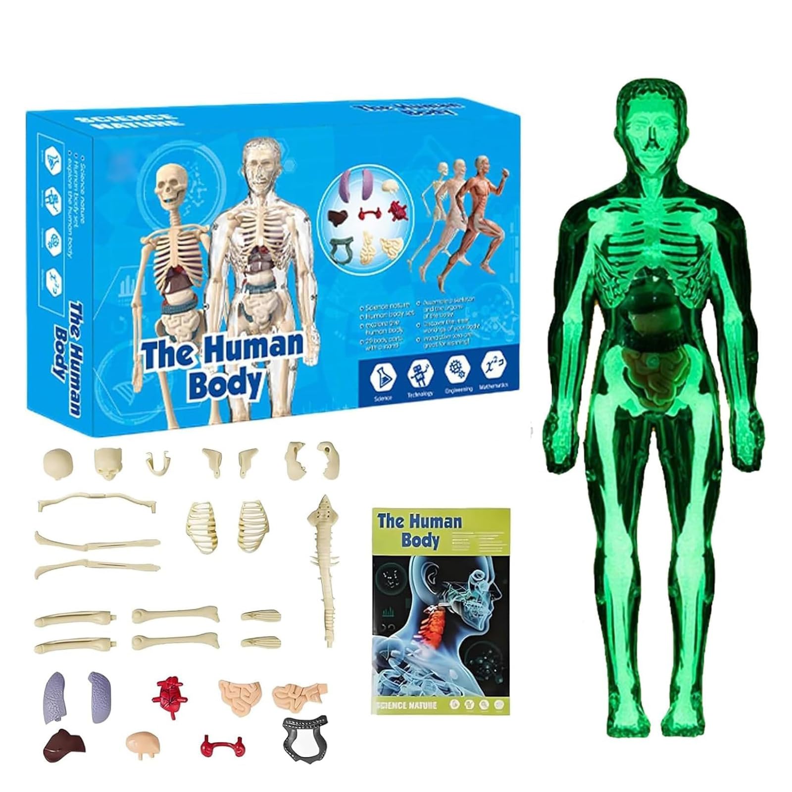Zenova Clear Human Body Structure Model, 29 Piece Transparent 3D Human Torso Model, DIY Assembled Human Torso Organ Model with Instruction Manual for Students, Teachers (C)