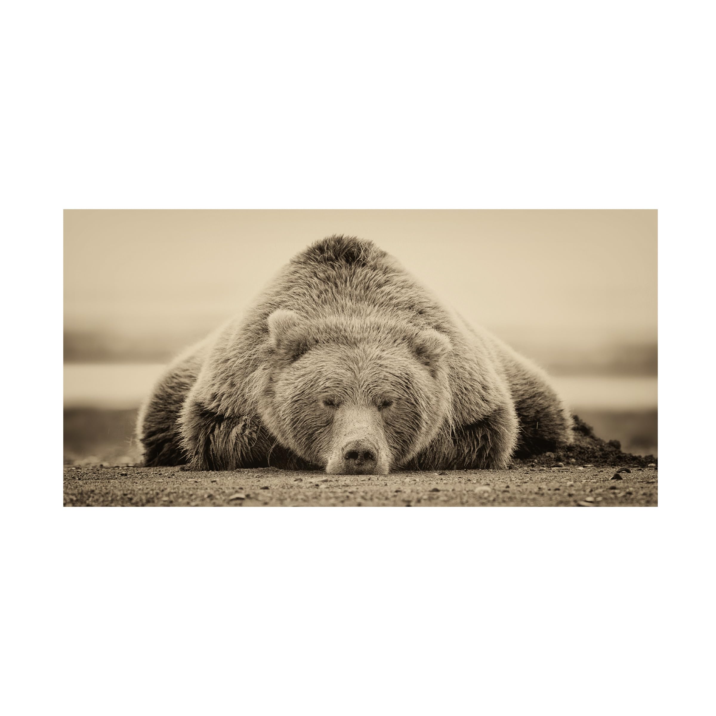 Trademark Fine Art Canvas Wall Art - Phburchett 'Deep Sleep' Wall Art for Living Room, Bedroom, or Office Décor