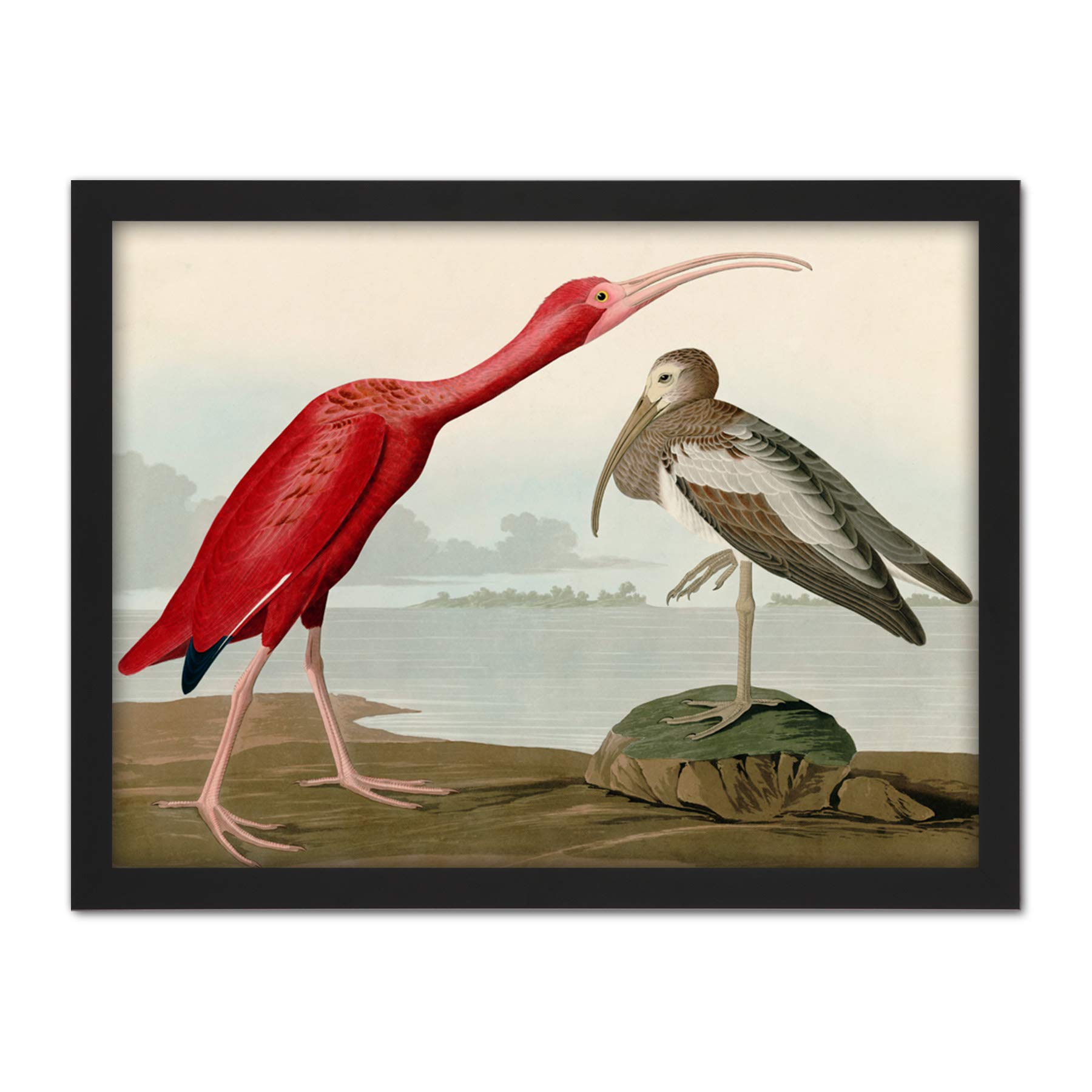 Artery8 Audubon Birds Scarlet Ibis Painting Artwork Framed Wall Art Print 18X24 Inch
