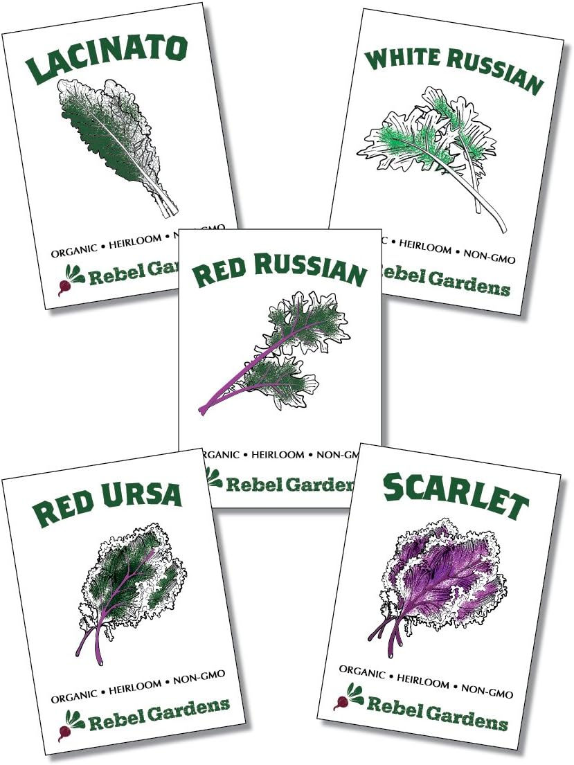 Heirloom Kale Seeds - 5 Varieties of Organic Non GMO Vegetable Seed for Planting
