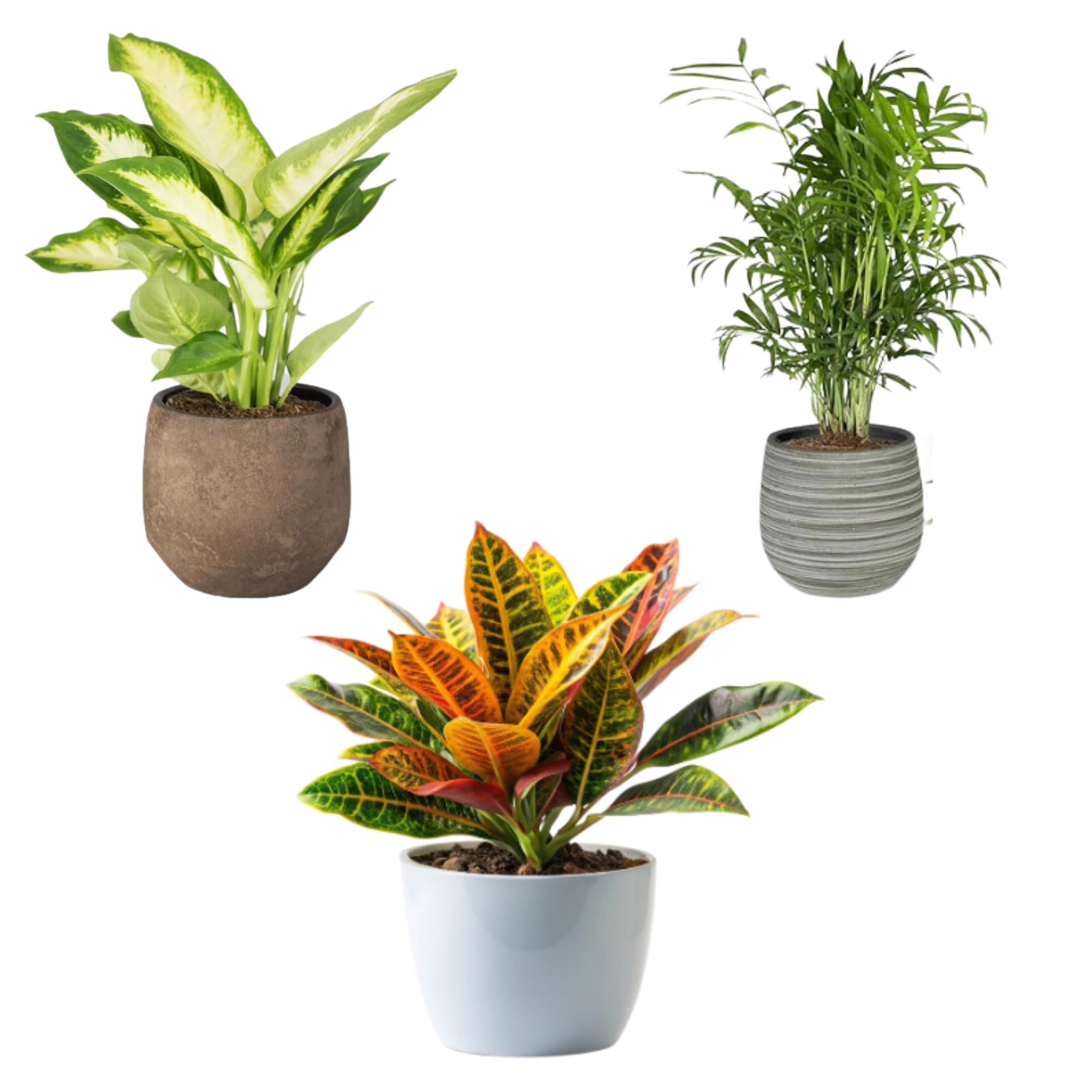 SMPLY. Pack 3 Plantas Naturales de Interior -Filtro Natural de Aire : Croton + Dieffenbachia Camillia + Palmera Areca Ø12 cm Alto 30-40 cm, Decoración del Hogar (No Incluye Maceta de cerámica)