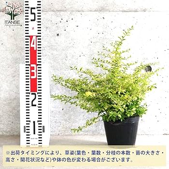 Amazon.co.jp: ITANSE プリペット レモンアンドライム 4.5