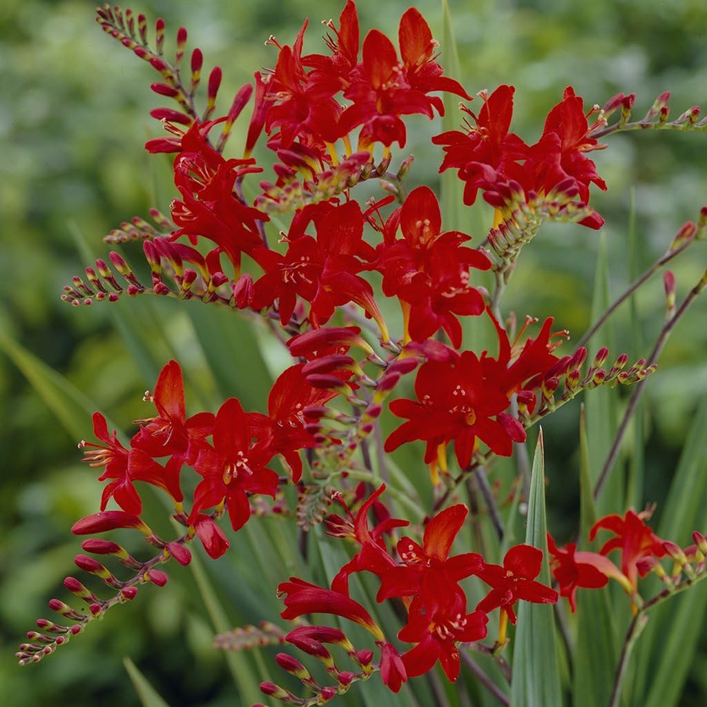 Van Zyverden Crocosmia - Lucifer -Set of 25 Bulbs