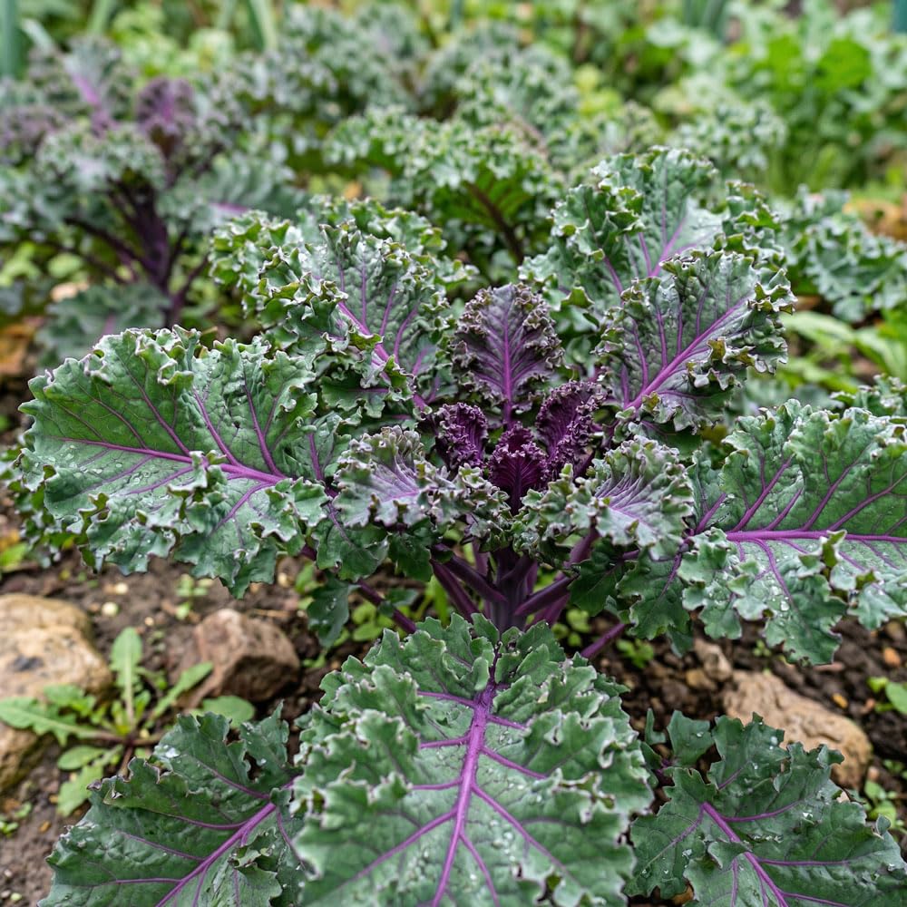 Kale Midnight Sun Seeds – Red & Green Curly Kale – Ornamental & Edible Variety – Ideal for Baby Leaf & Winter Harvest – for Your Kitchen Garden