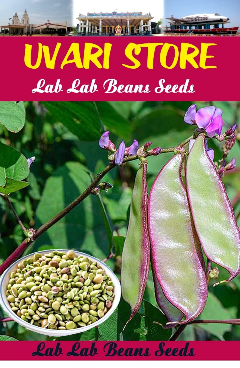 UVARI, Lab Lab Beans Seeds - 100 Seeds