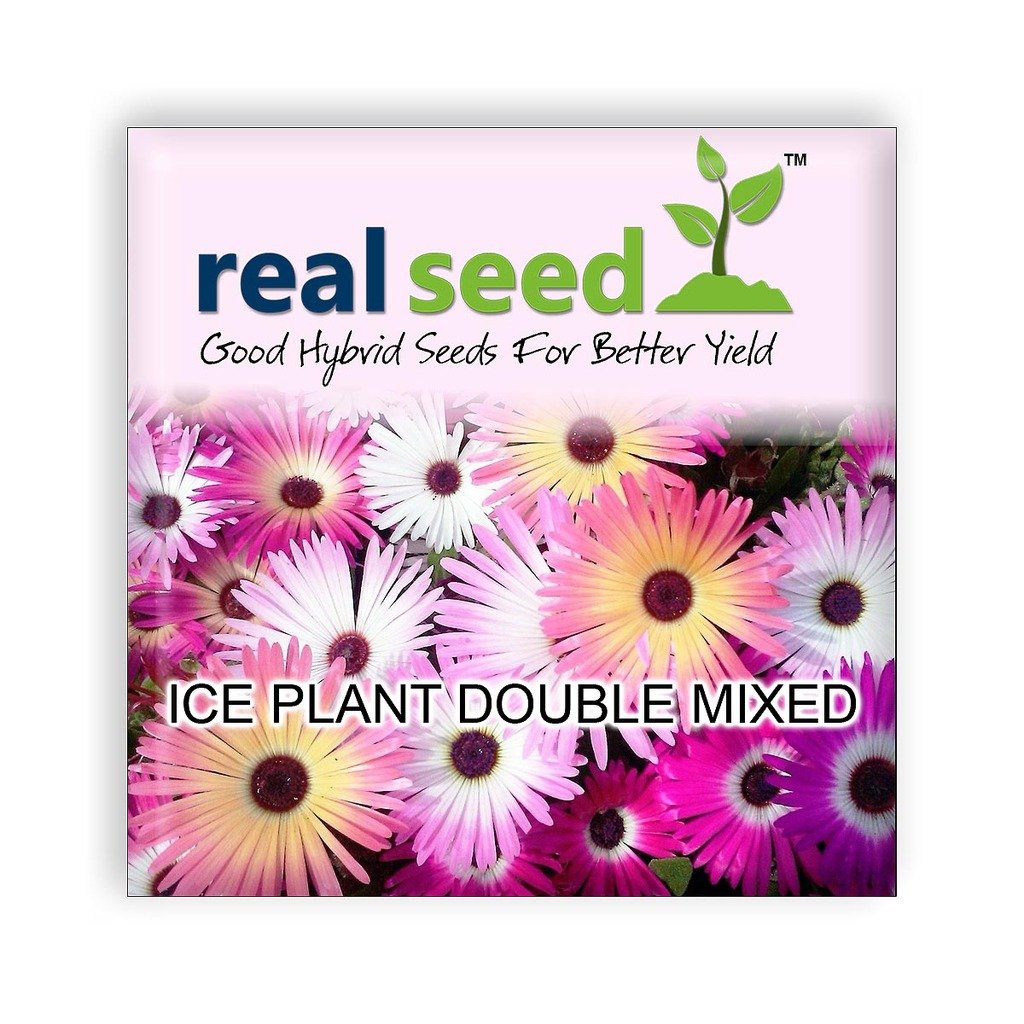 Ice Plant Double Mixed Hybrid Imported Flower Seeds (B01LZQ5BM4) Amazon Price History, Amazon Price Tracker