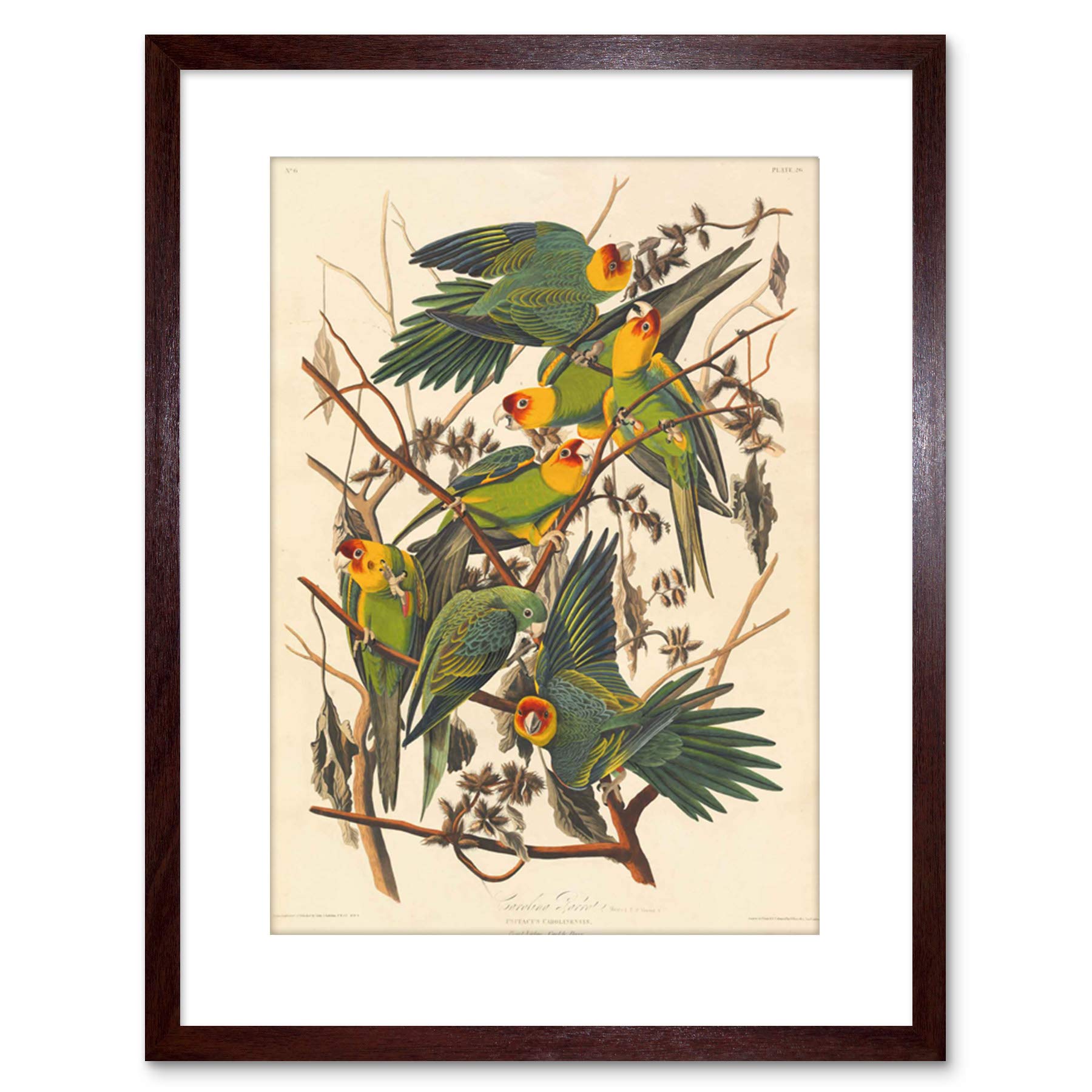 Wee Blue Coo PAINTING BIRD AUDUBON CAROLINA PARROT FRAMED PRINT F97X3579