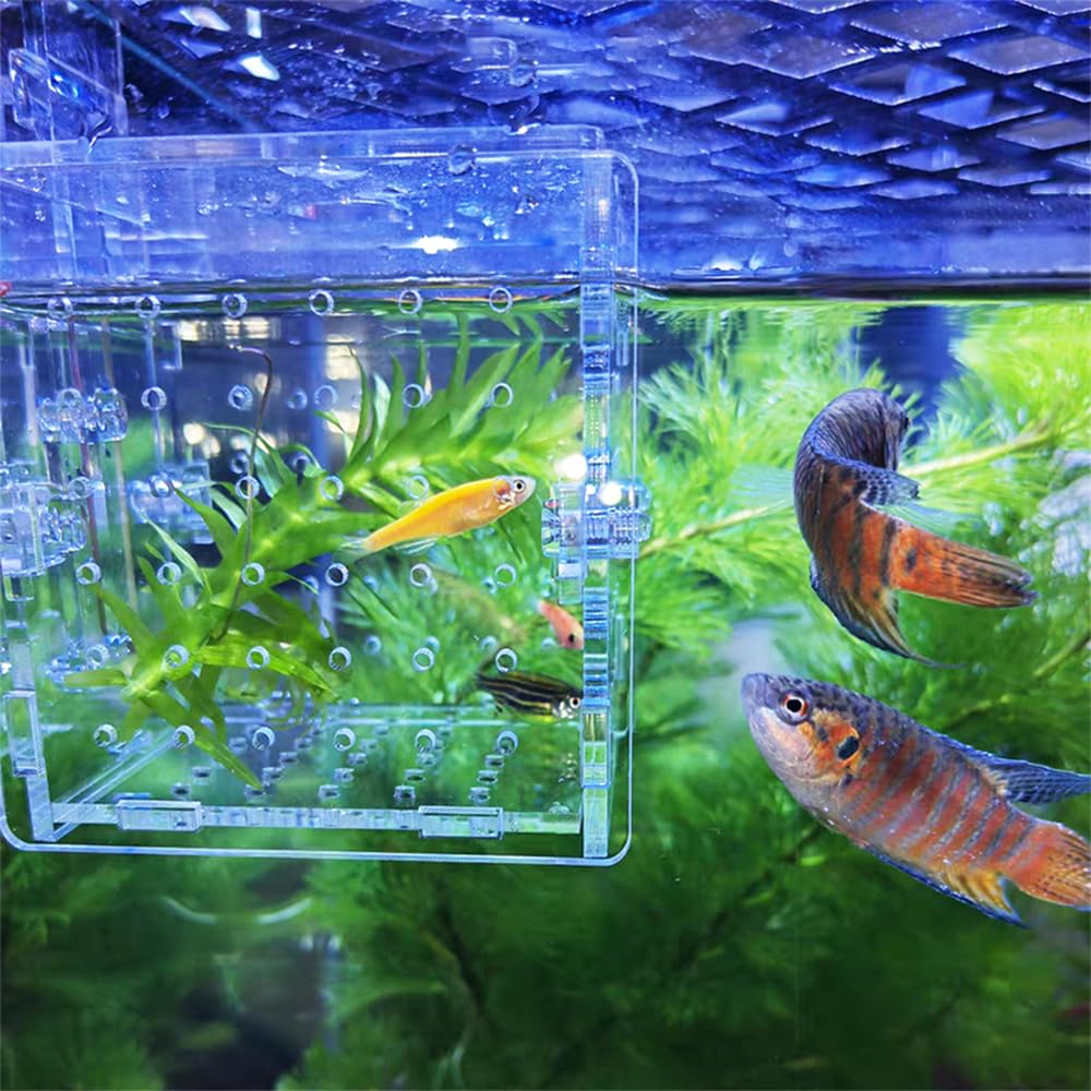 【受注生産】アクアリウム Amazon | LaMignonne 多機能 魚 繁殖隔離ボックス 水槽 孵化