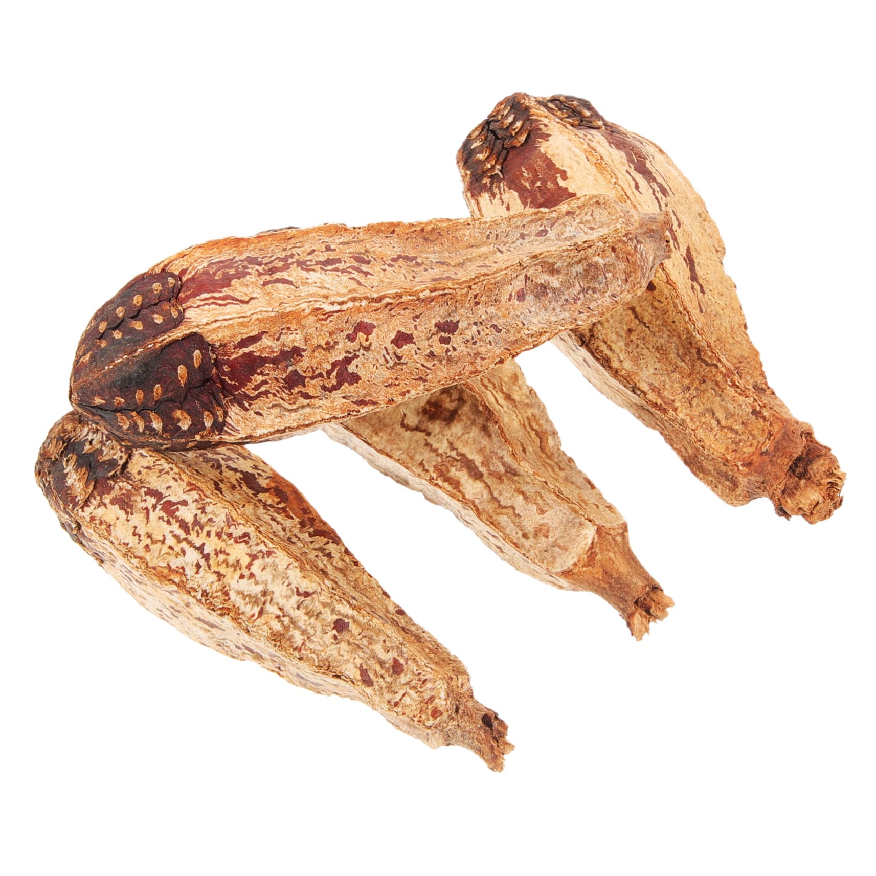 BESPORTBLE 20pezzi Giocattoli Da Masticare Per Uccelli Materiale Naturale Giochi Per Pappagalli e Parrocchetti Accessori Per Foraggiare e Divertirsi