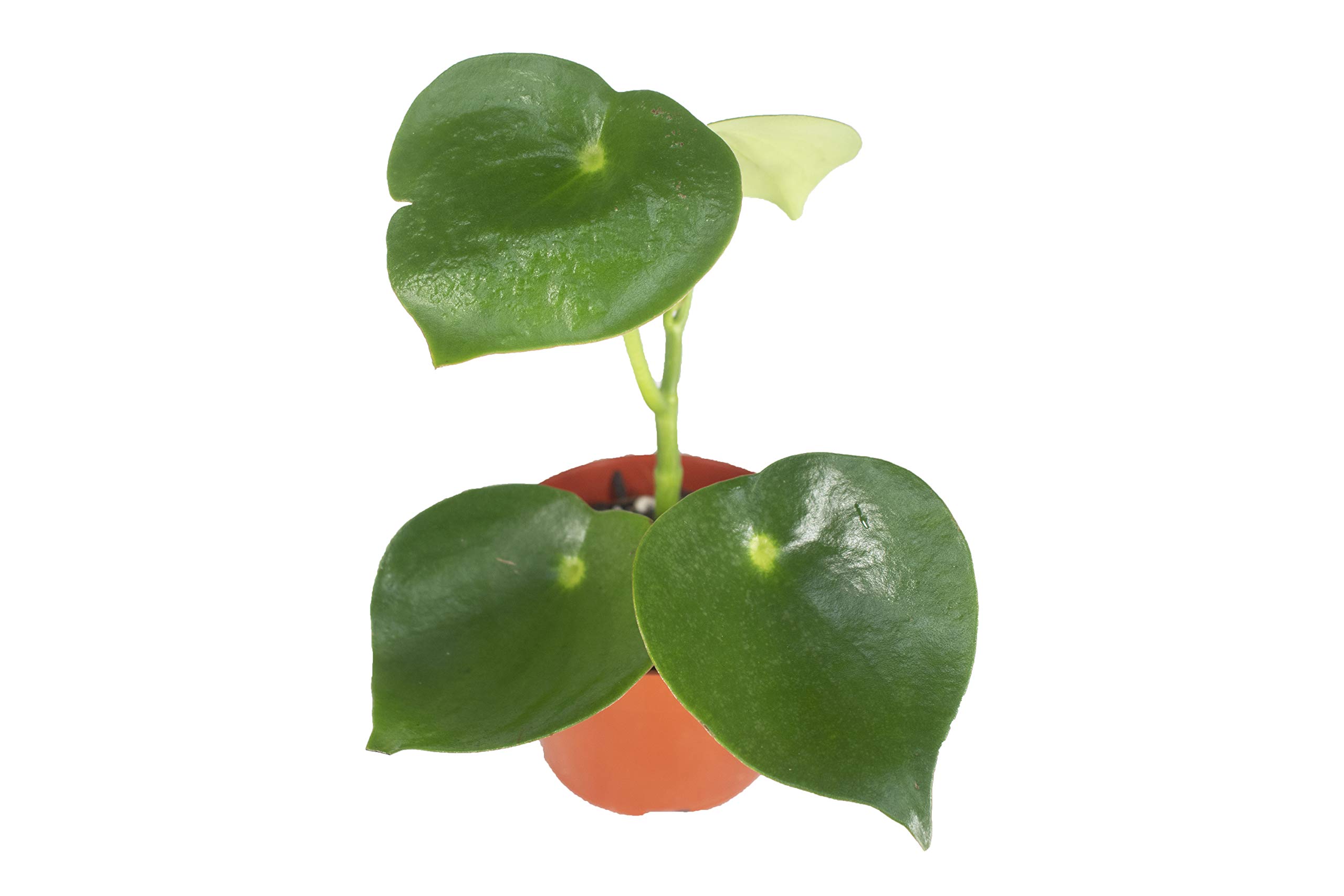 Owl Eye Peperomia