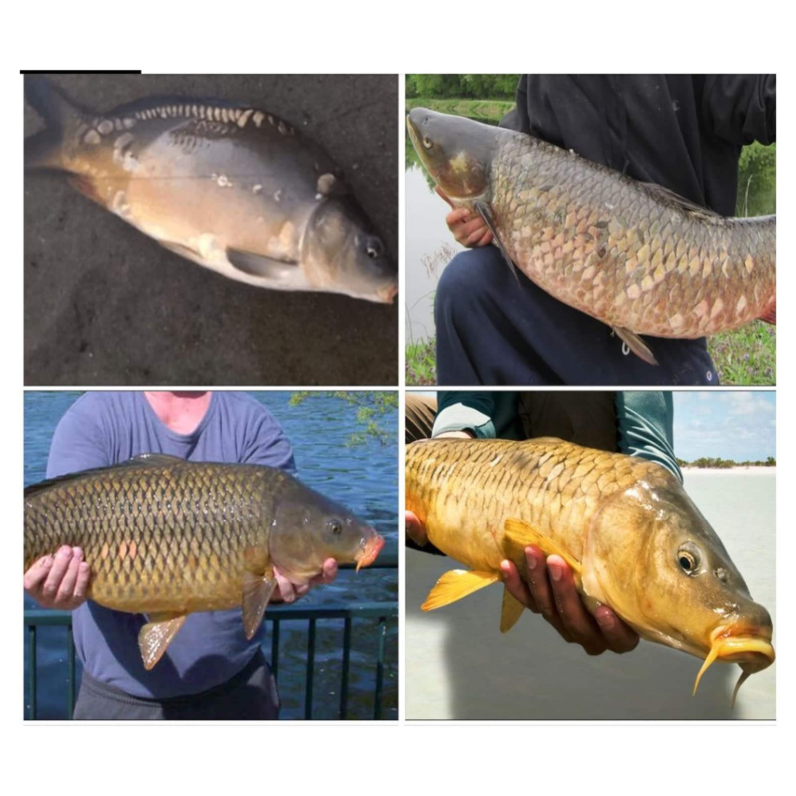 Connettori Girevoli CAMEKOON Per Pesca – Acciaio Inox – Misure Miste 1#-5#