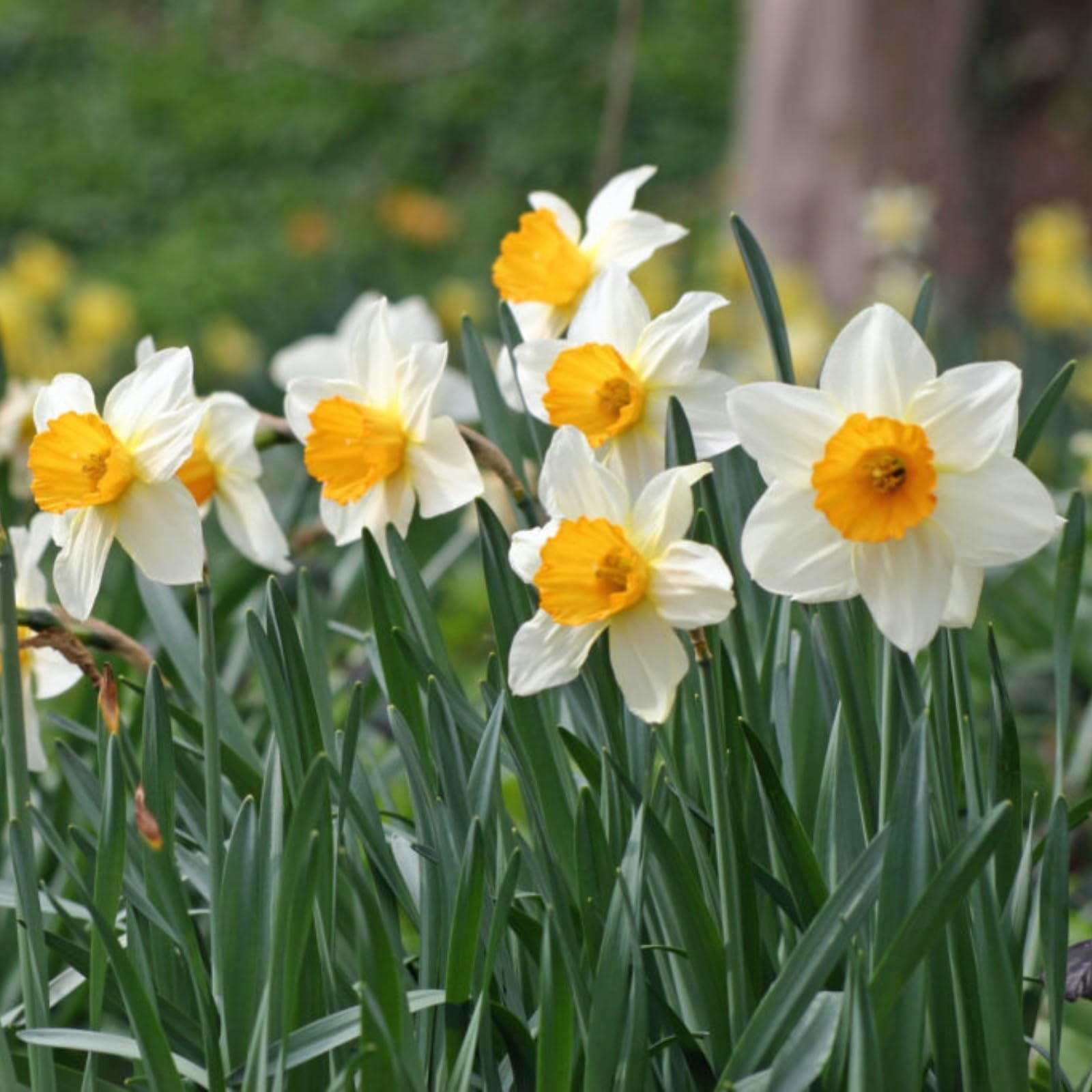 Narcissus Bulbs for Planting Now UK,Daffodil Bulbs,Flowering Rhizome,Greening Flower,Excellent Display Indoor Perennial Balcony Garden Bulbs.-15Bulbs-F