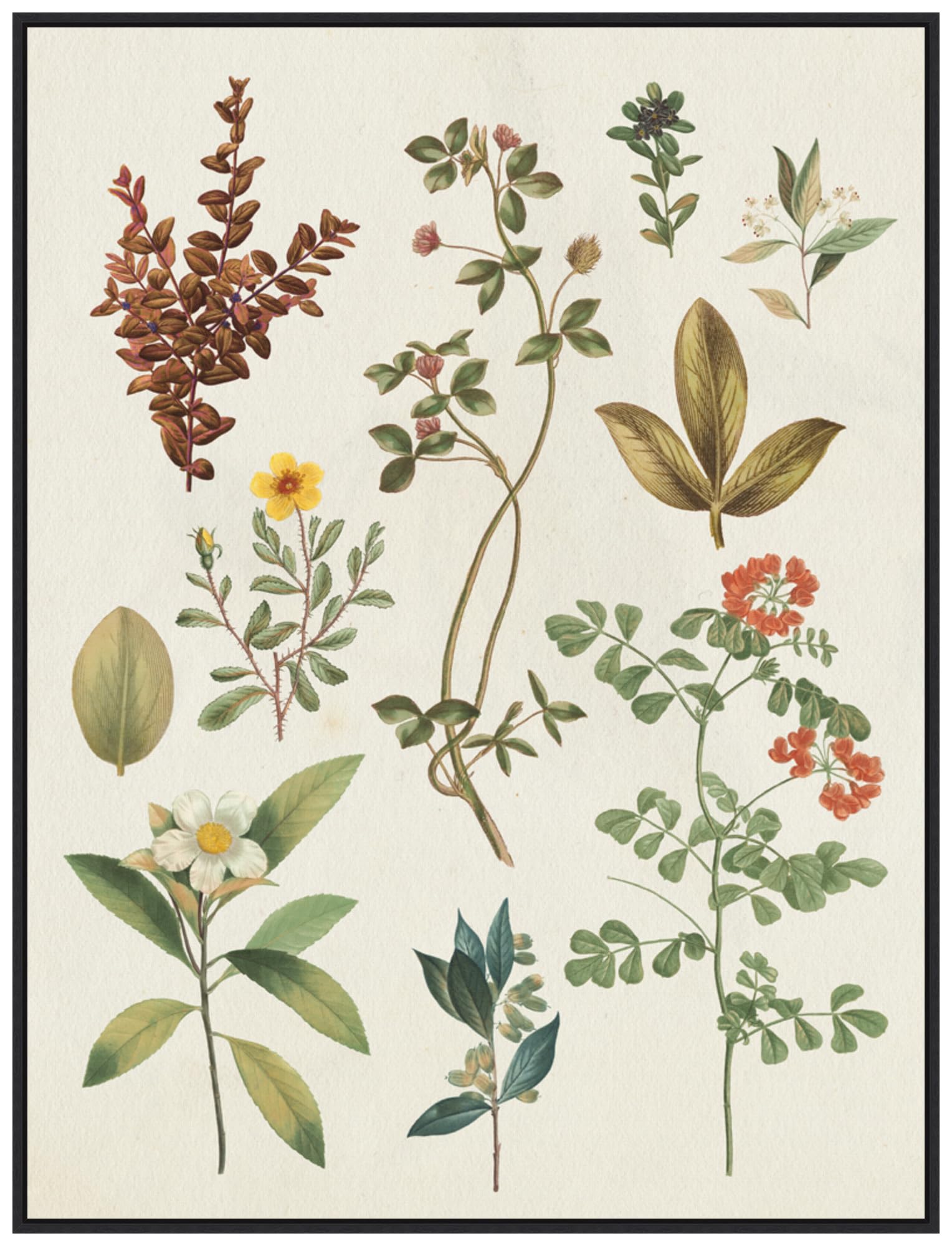 Amanti Art Framed Canvas Wall Art 42x32 Victorian Garden III Autumn Crop I by Wild Apple Portfolio, Framed Wall Art Canvas, Flowers Artwork, Modern Decor, Oversize Poster Painting for Living Room,