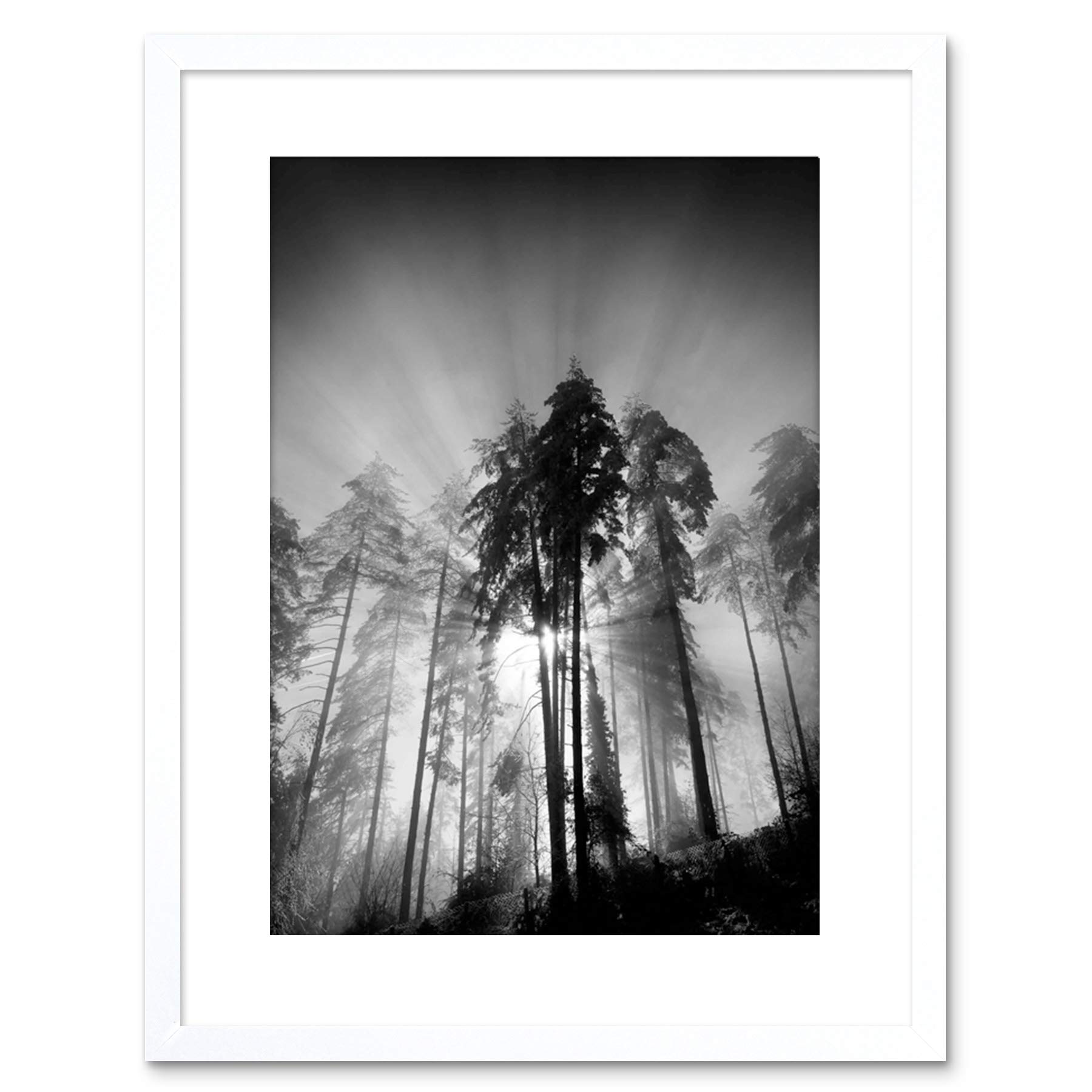 Wee Blue Coo 9x7 '' TREES LIGHT FOG BLACK WHITE FRAMED ART PRINT PICTURE MOUNT PHOTO F97X1561