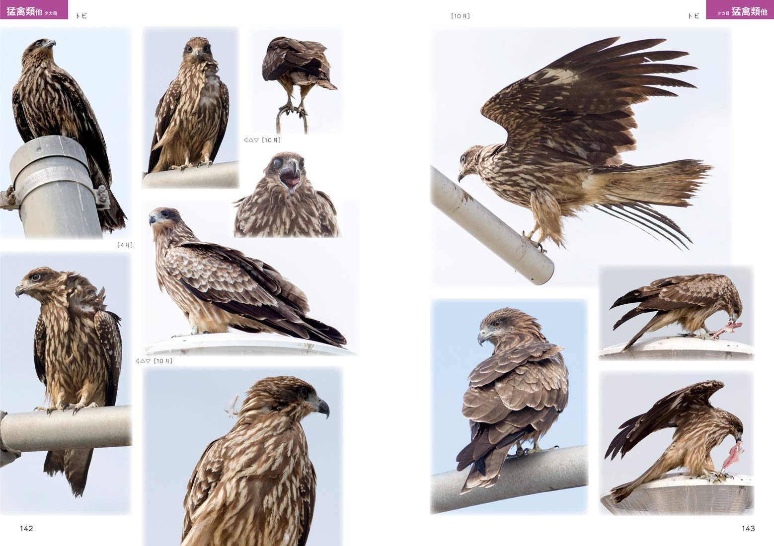 絵を描くための鳥の写真集 マール社編集部 宮本桂 尾﨑親三郎 配送料無料 絵を描くための鳥の写真集 マール社編集部 宮本桂 尾﨑親三郎 配送料無料