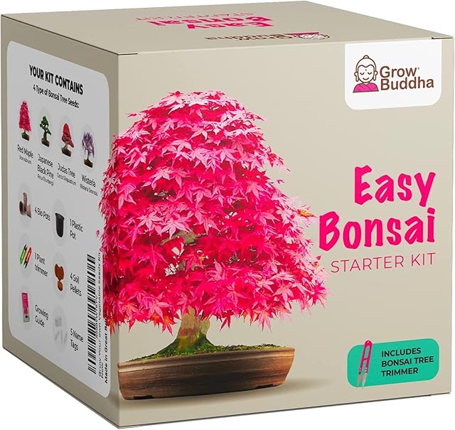 Grow Your own Bonsai kit  Easily Grow 4 Types of Bonsai Trees with Our Complete Beginner Friendly Bonsai Seeds Starter kit  Unique Seed kit Gift idea