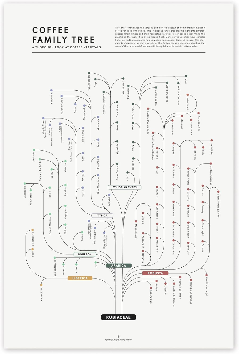 Goldleaf Coffee Family Tree Chart Print - Coffee Cultivar Infographic Wall Art - Coffee Chart Poster for Kitchen, Office or Coffee Shop - Rubiaceae Lineage Map Artwork - Print Only