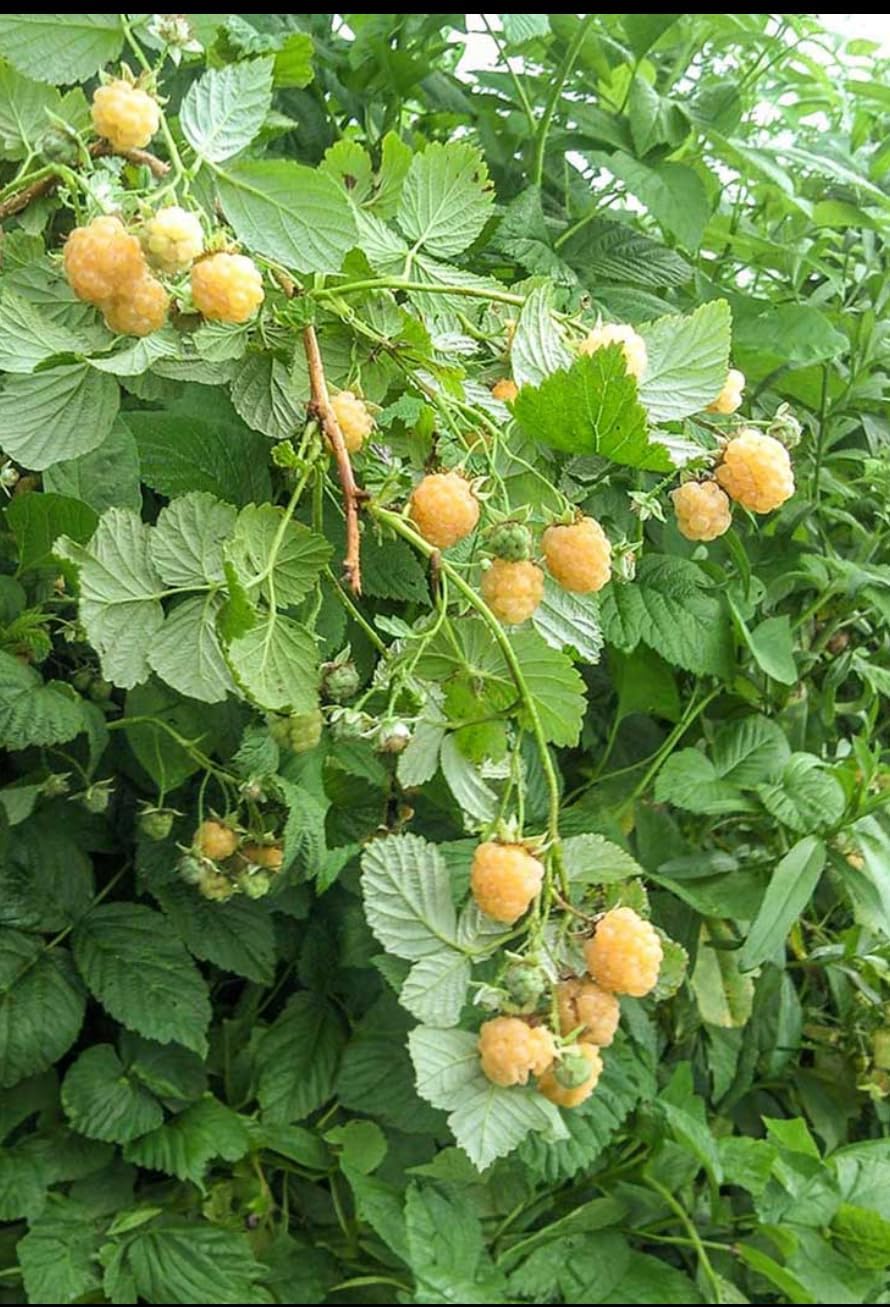 Anne Raspberry Plant – Live Yellow Raspberry Bush in 3"x 6" Pot, High-Yield, Sweet & Juicy Golden Berries, Ideal for Home Gardens, Easy to Grow – Prized Prunus Rubus Cultivar