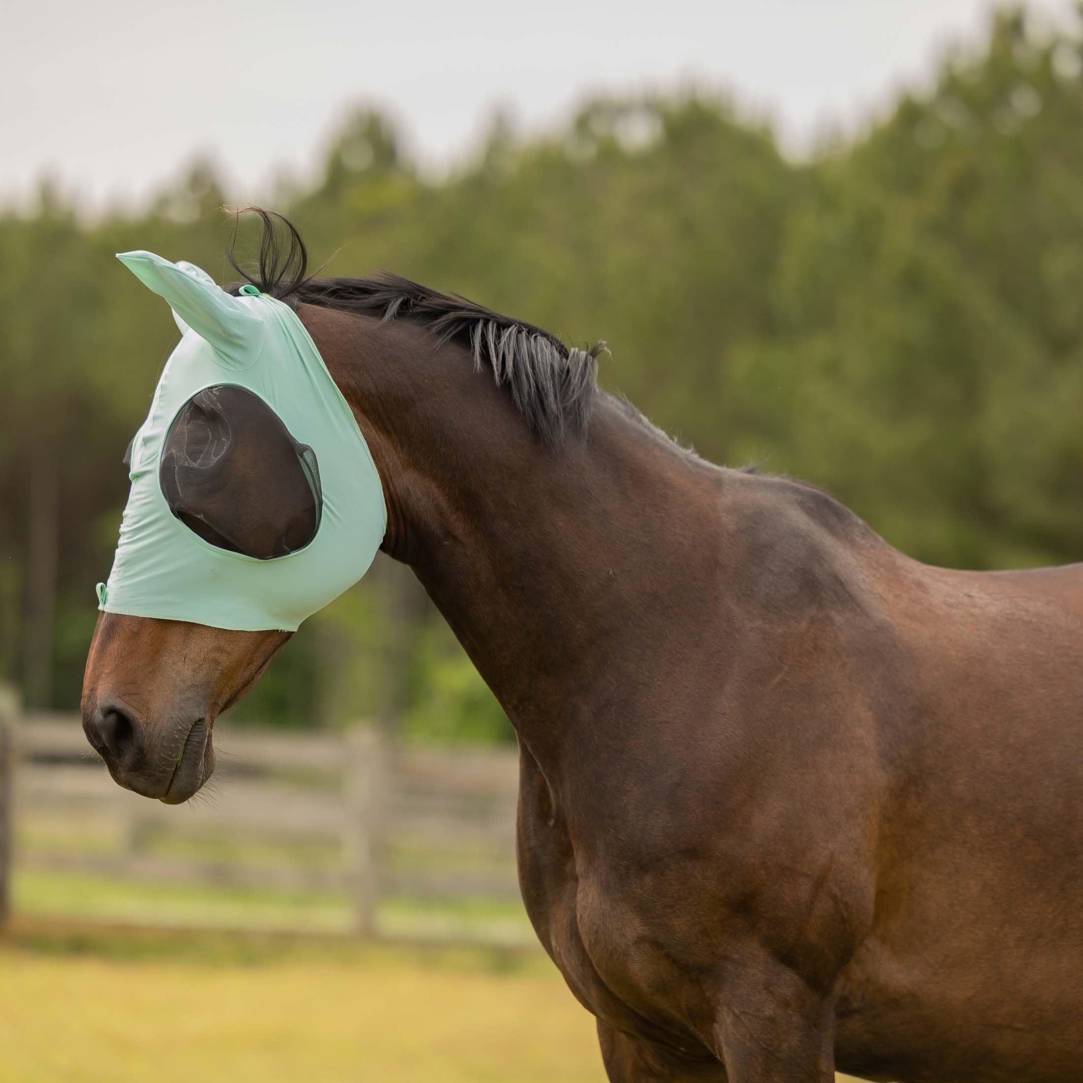 Masque anti-mouches pour cheval au pré en été couleur Jade brumeux Cob