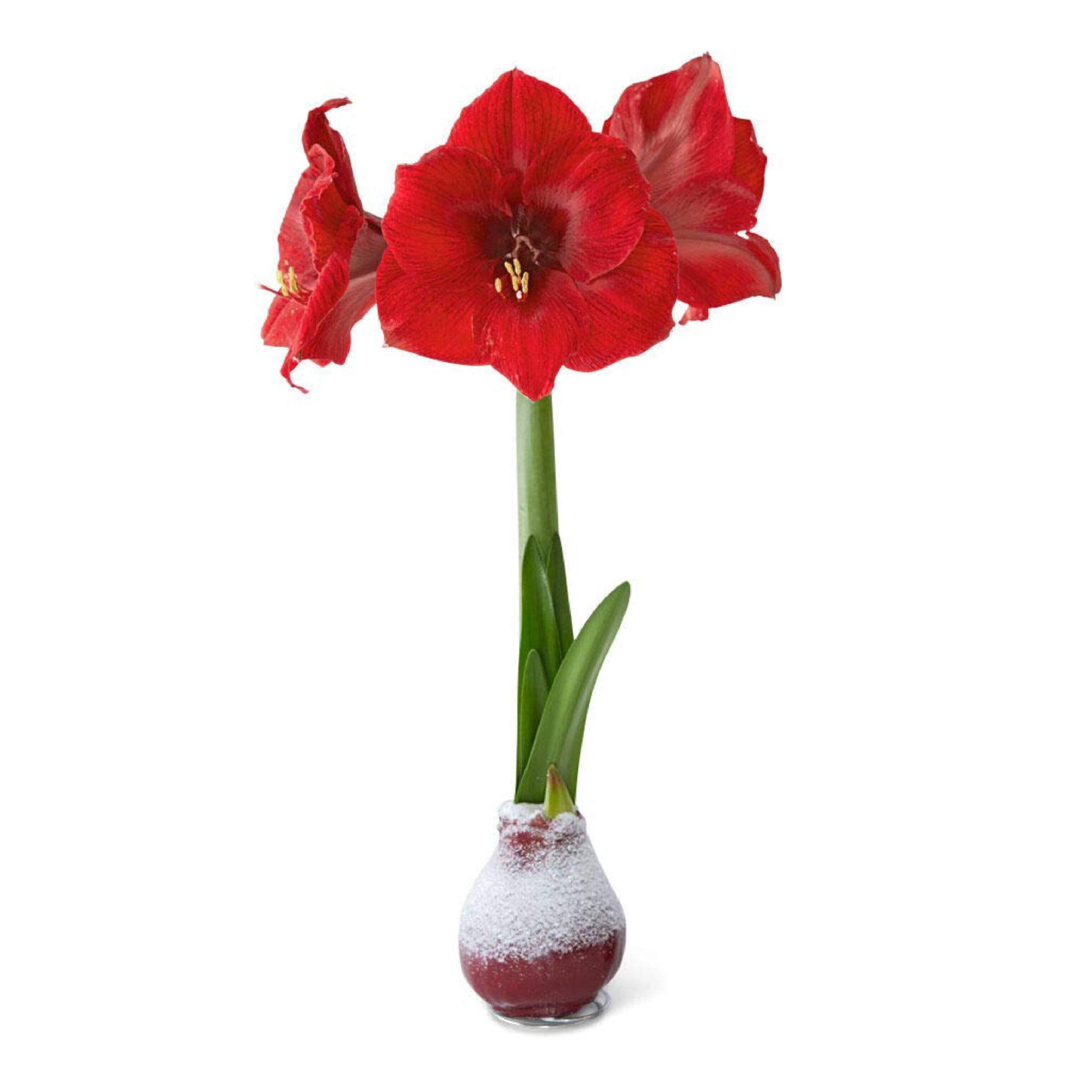 Snow Flecked Waxed Amaryllis Bulb