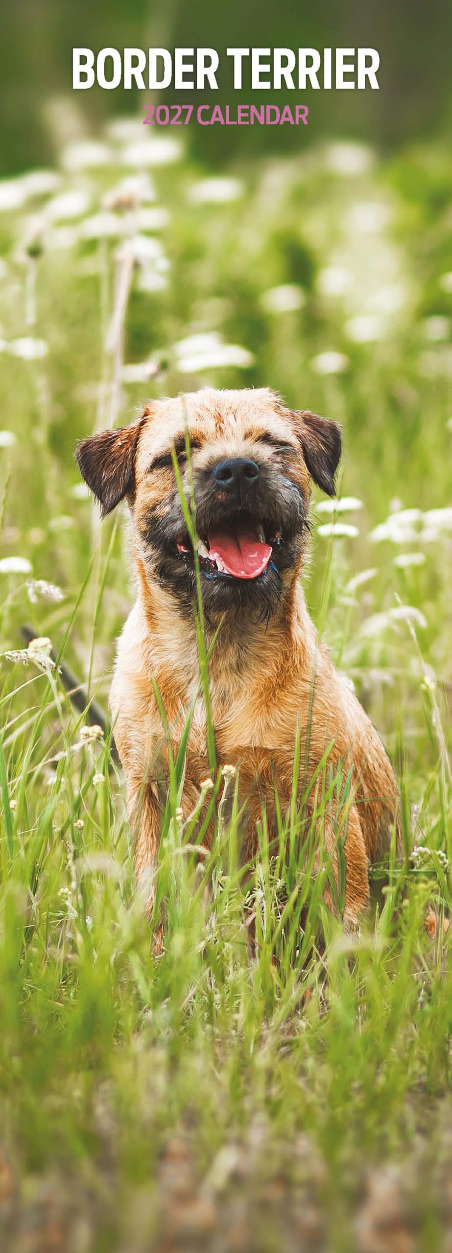 Border Terrier 2027 Slim Calendar