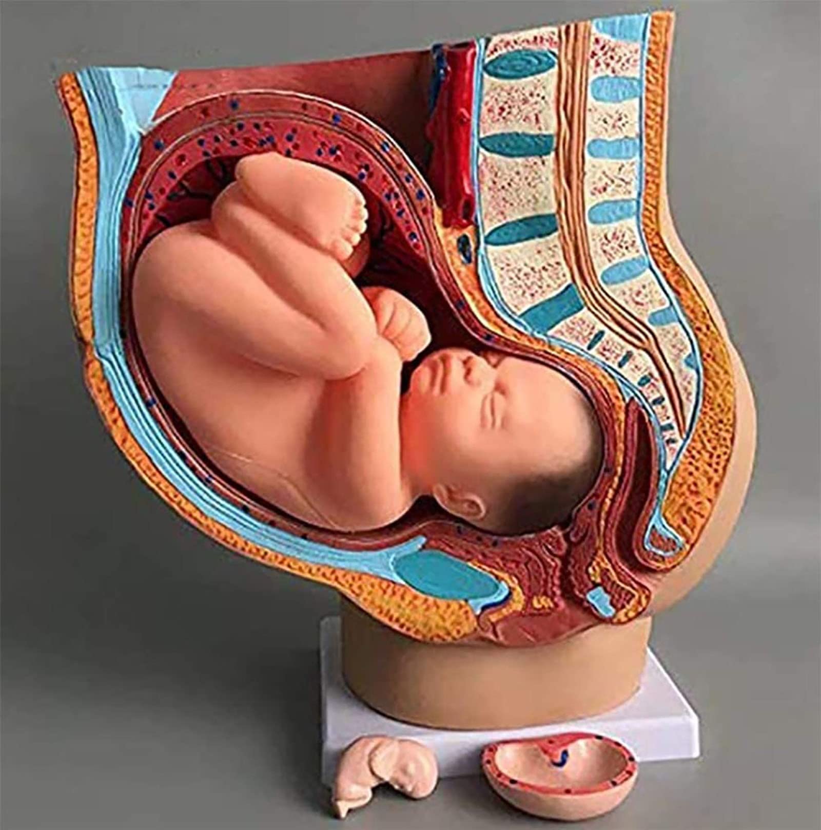 Anatomisch
