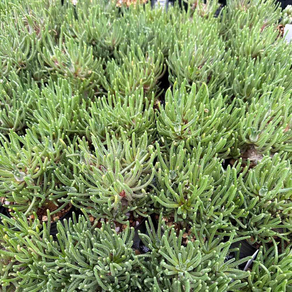 Amazon｜【植物】鉢植 フィロボルス・レスルゲンス【3号鉢